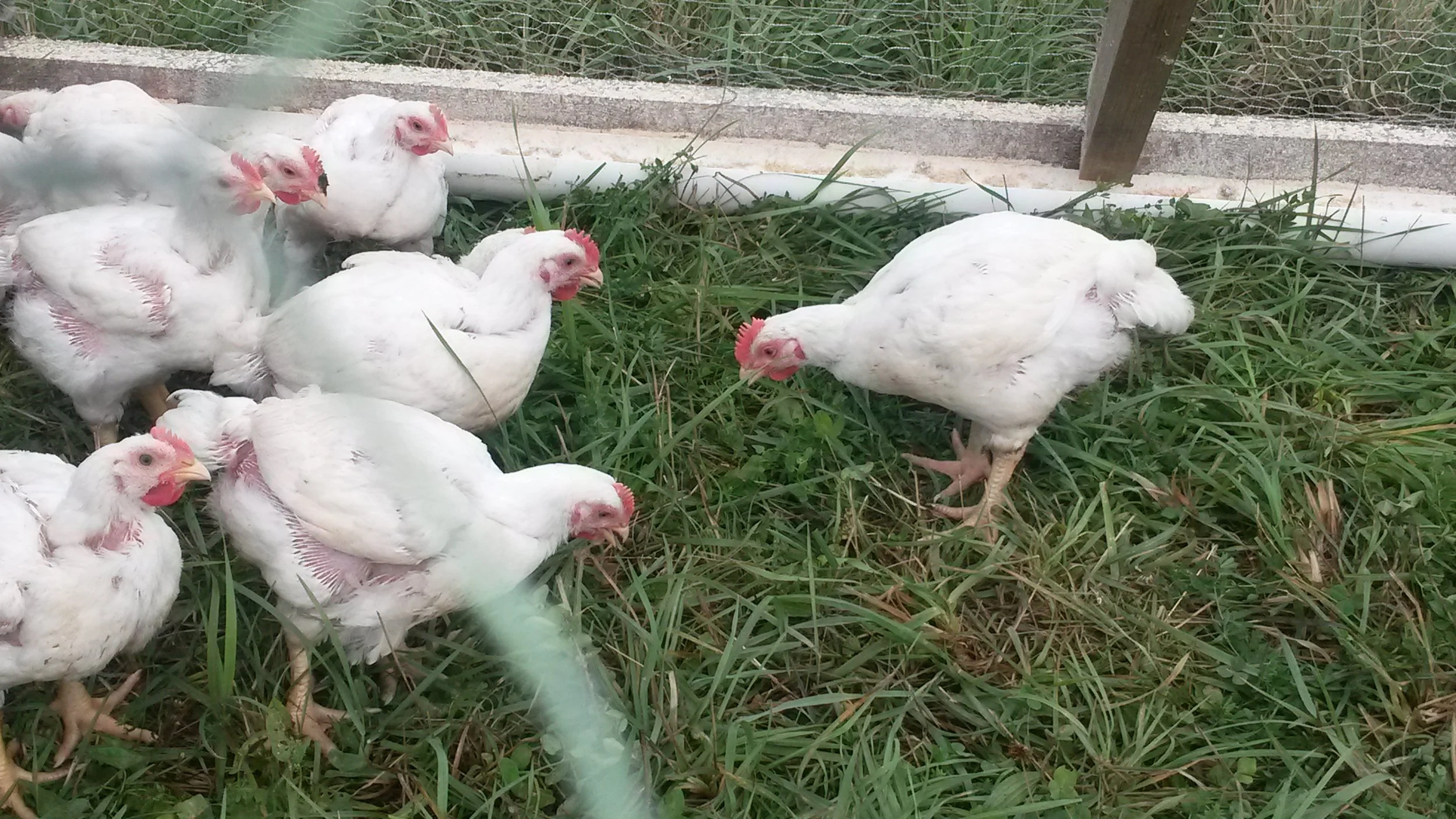 chick tractor.jpg