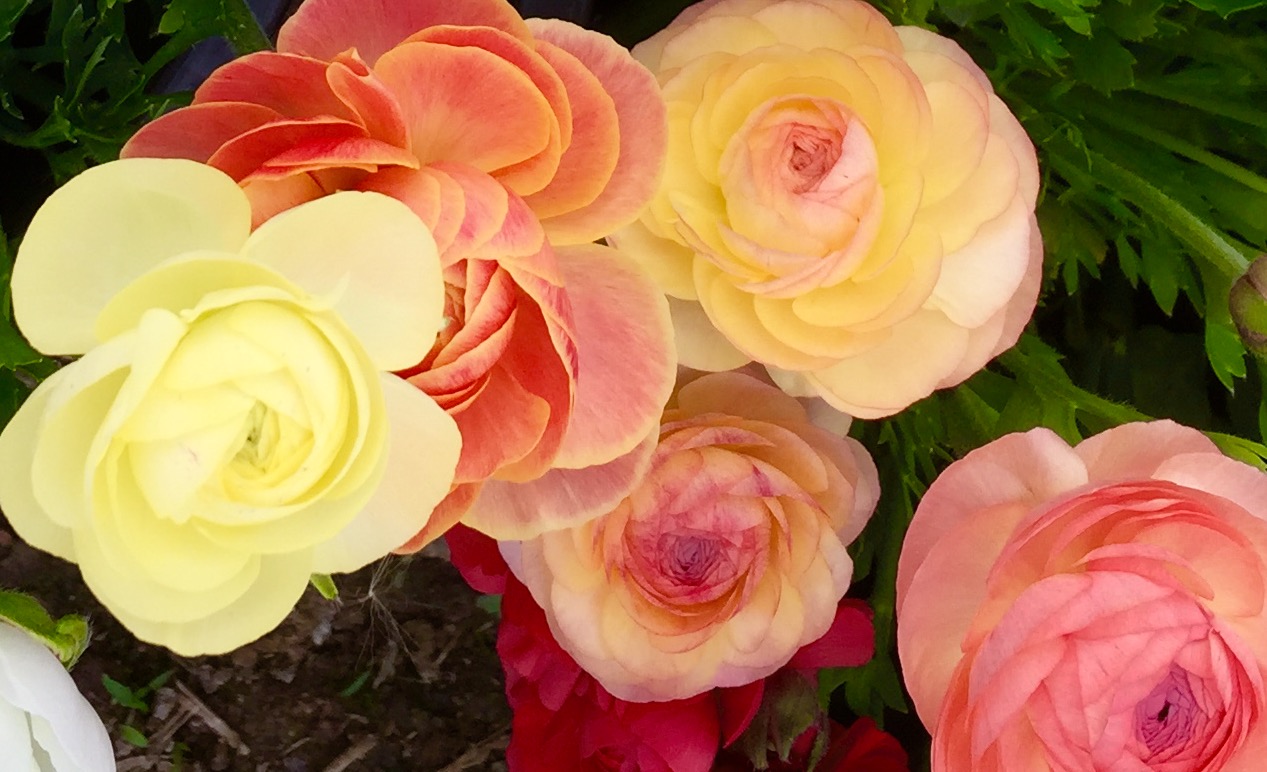 ranunculus pastels.jpg