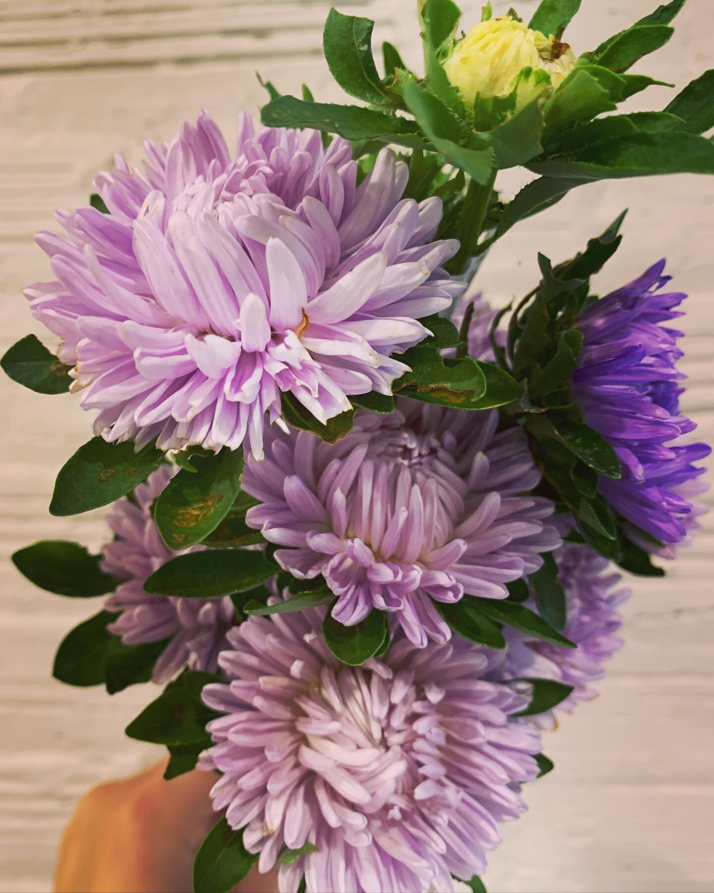 Some lovely blooms from @daymoongardens at market today ☺️

#miflowercoop #michigangrown #knowyourflowerfarmer #michiganmade #supportlocal #localflowers #localandlovinit