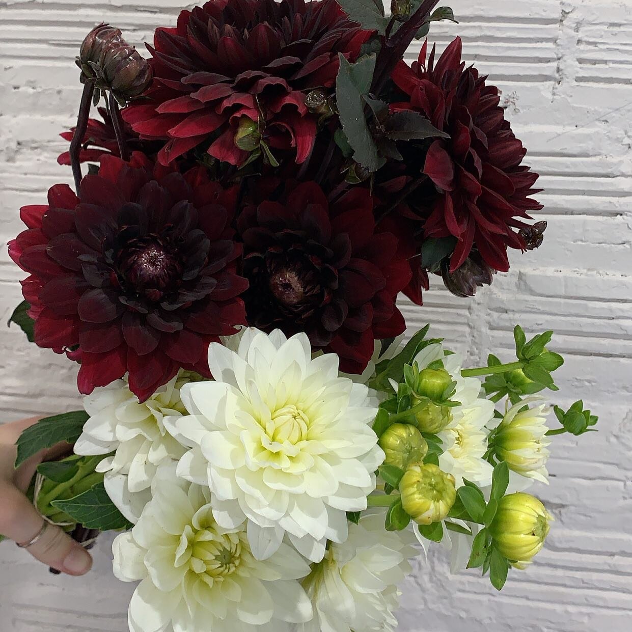 Looking forward to seeing more beauties like these at market soon!

@marillafieldandflora 

#miflowercoop #michigangrown #knowyourflowerfarmer #michiganmade #supportlocal #localflowers #localandlovinit