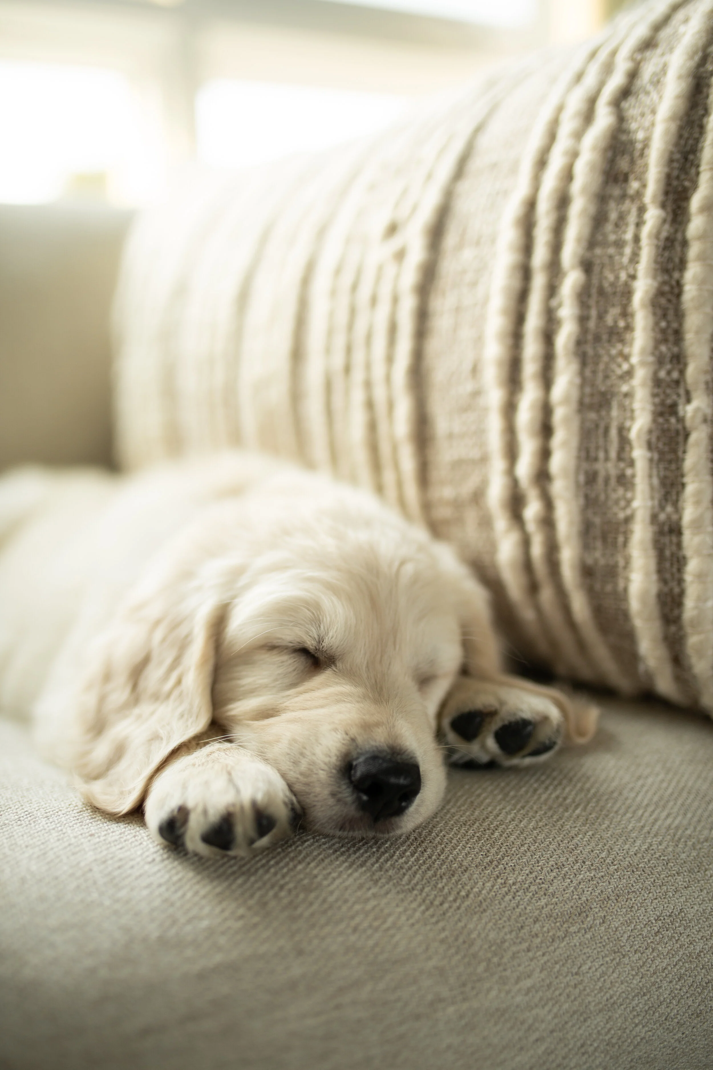 Griffet Napping-6.JPG