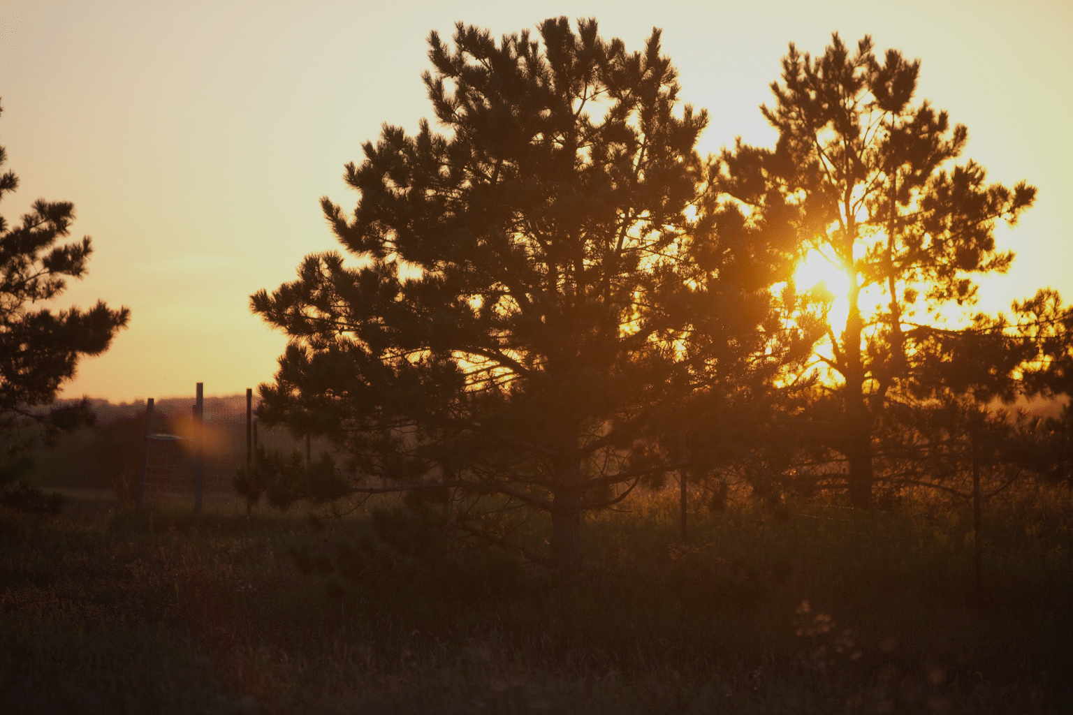 grow page header photo.gif