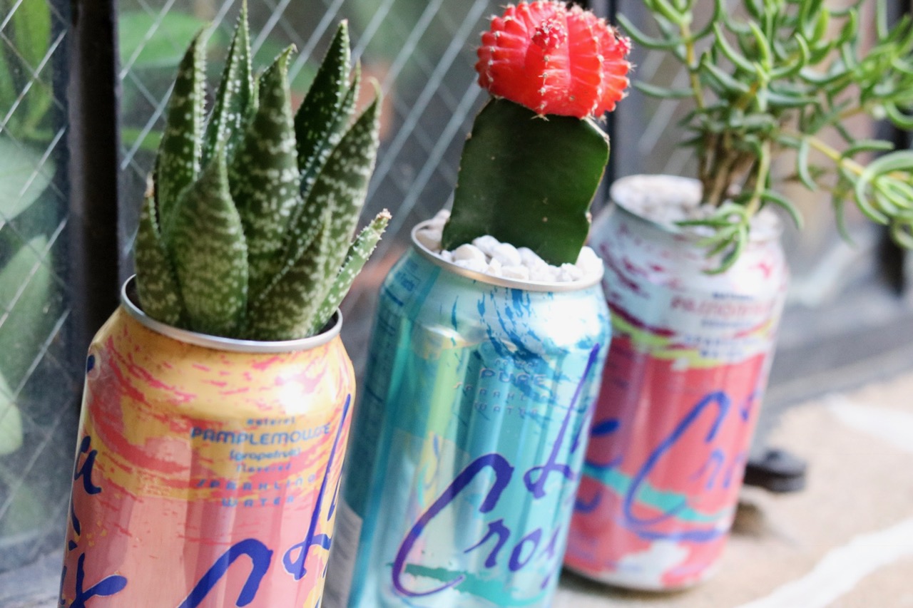 Upcycled La Croix Summer Succulents Planters #upcycle #lacroix #succulents #indoorgarden #houseplants #planter #earthday #cactus #airplants