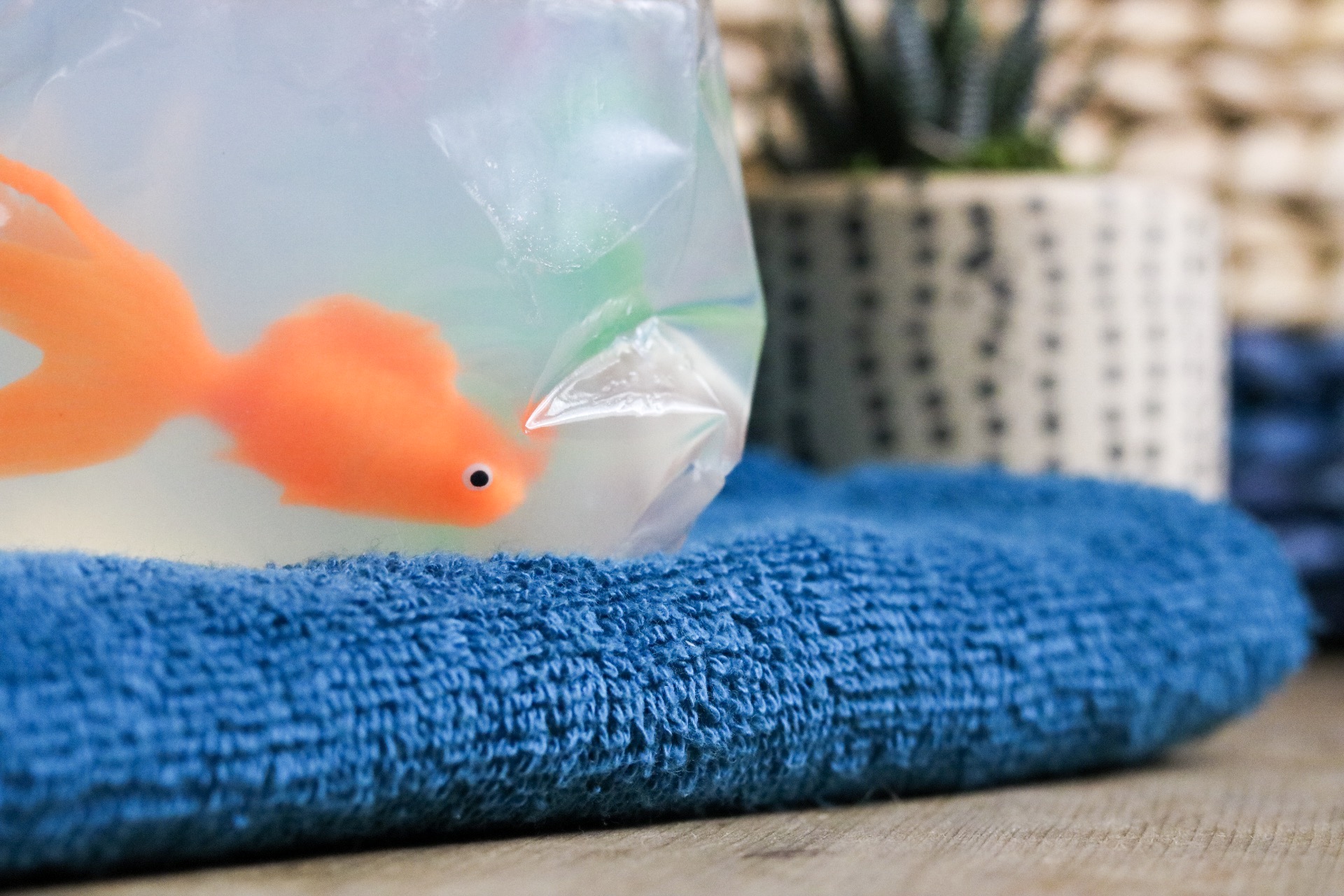 Fish in a Bag Soap DIY #handmadesoap #handmade #goldfish #bathroomdecor #bathroom #soap #fishinabag