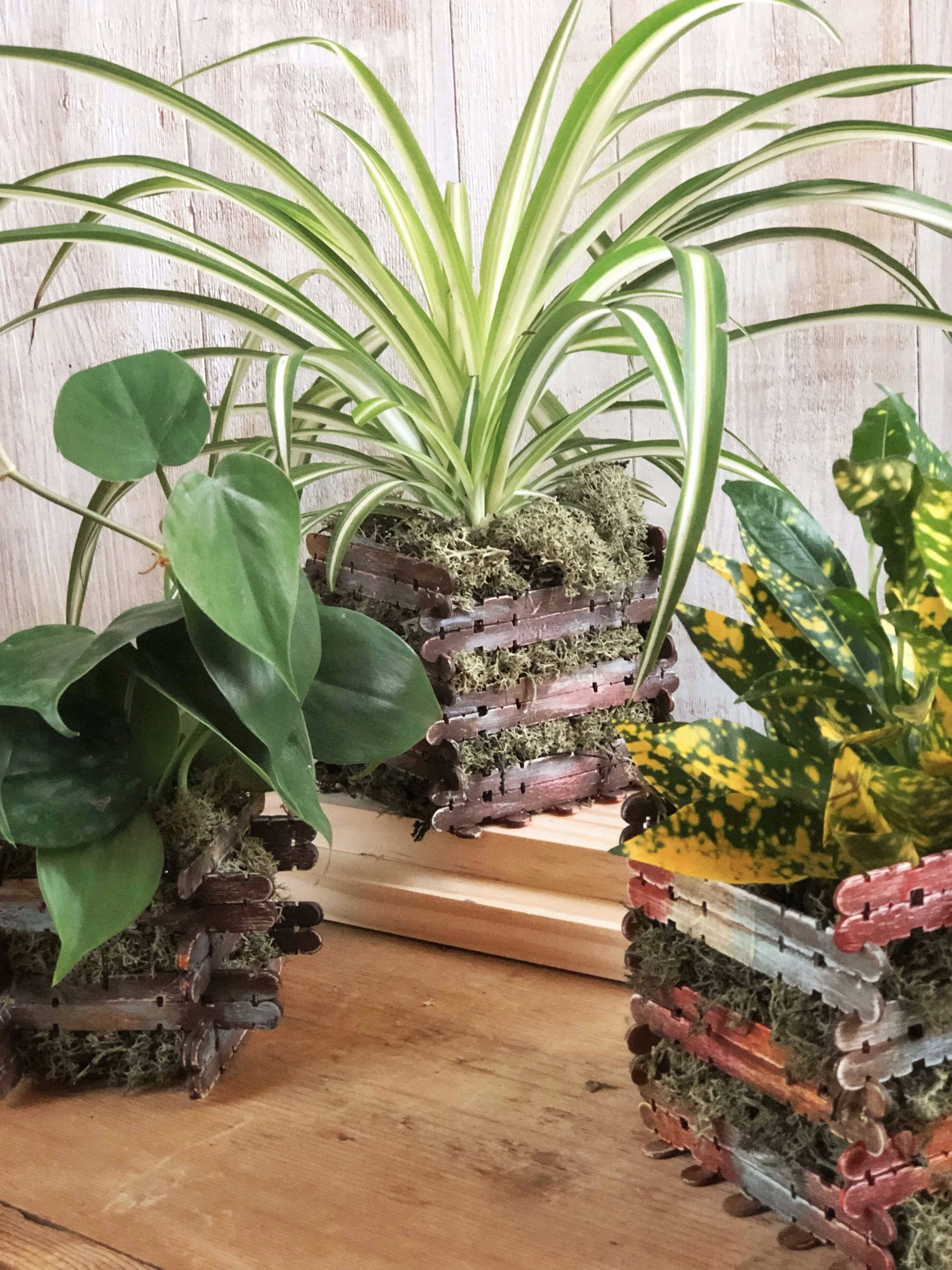Summer camp throwback craft! Create a one of a kind plater with craft sticks and acrylic paint from Target! #plaidcrafts #craftsticks #target #ceramcoat #getcrafty #kidscrafts #campcrafts #acrylicpaint #moss #summercraft #houseplant #sponsored #DIY #indoorgarden