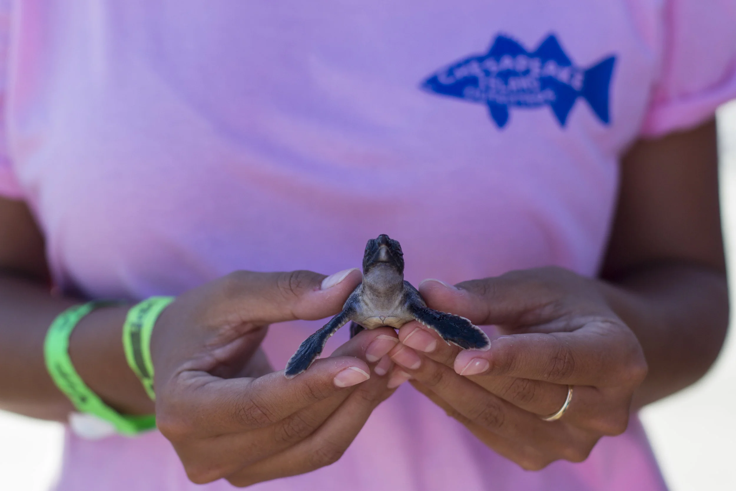 Chesapeake Island Outfitters