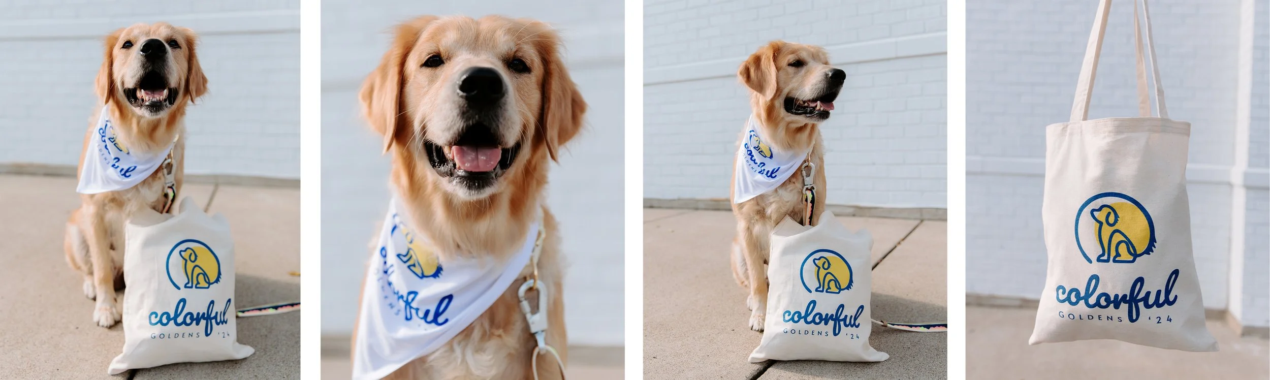 colorful goldens website 4 with photos-11.jpg