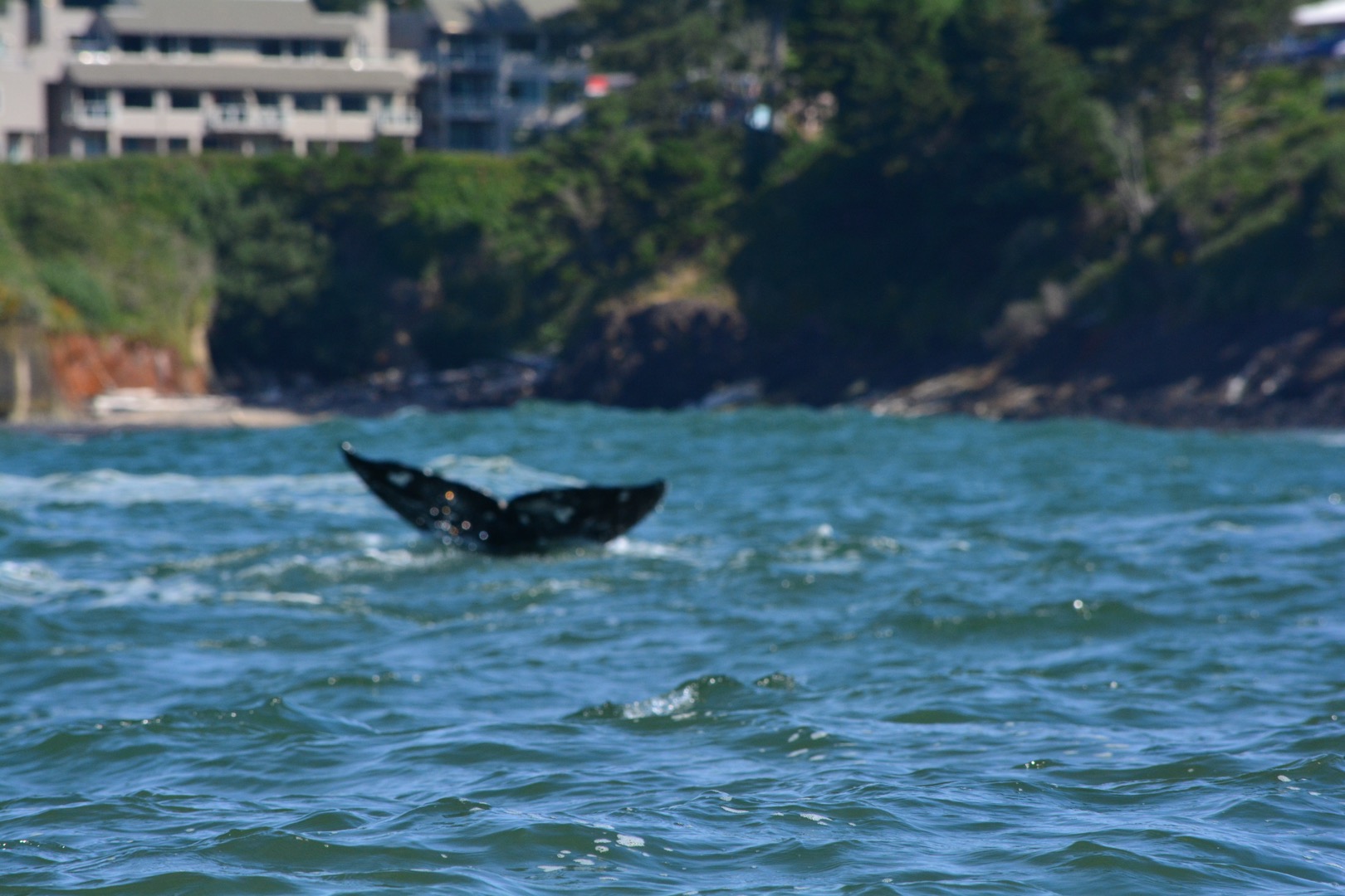 Watching grey whales in Depoe Bay