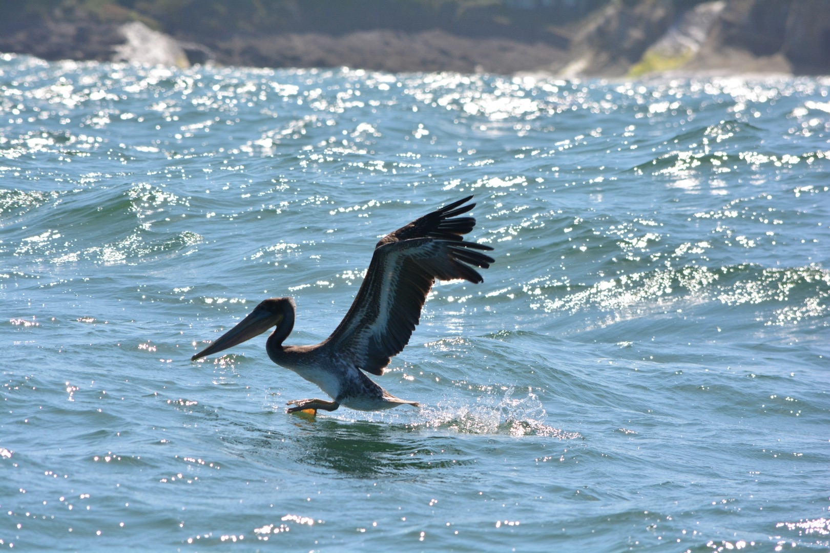 Brown pelican