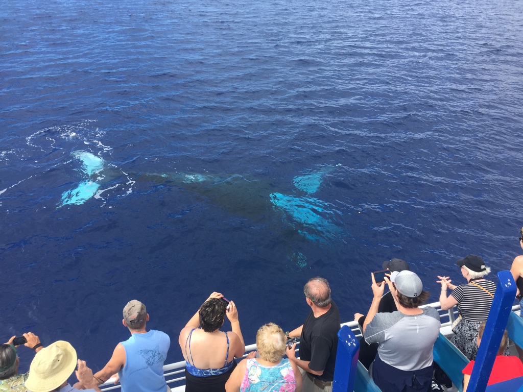 Inspiring awe and motivating folks to join the ocean conservation movement.