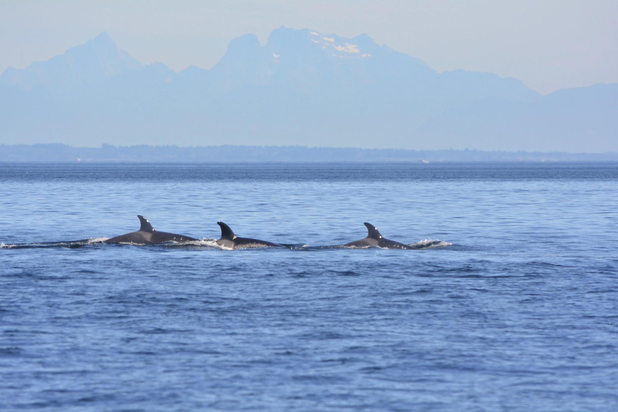 The Issues We Need to Face - Dealing with the Demise of an Entire Population of Killer Whales