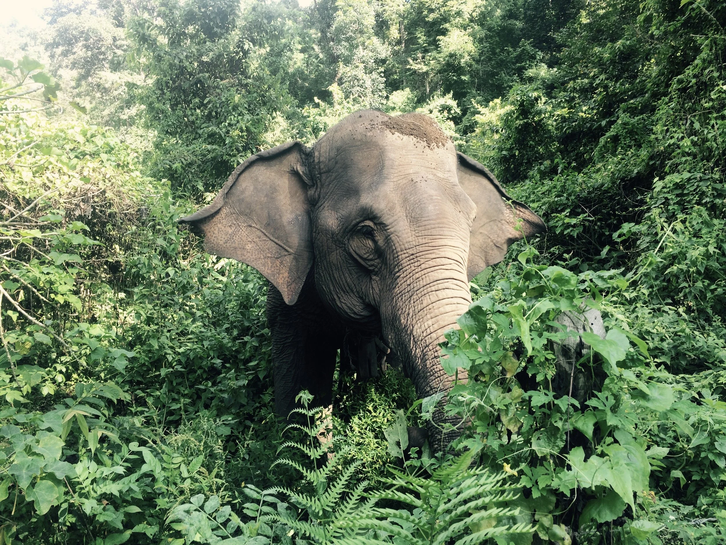 Head vs. Heart vs. Gut. Navigating the Confusing Jungle of Decision-Making.