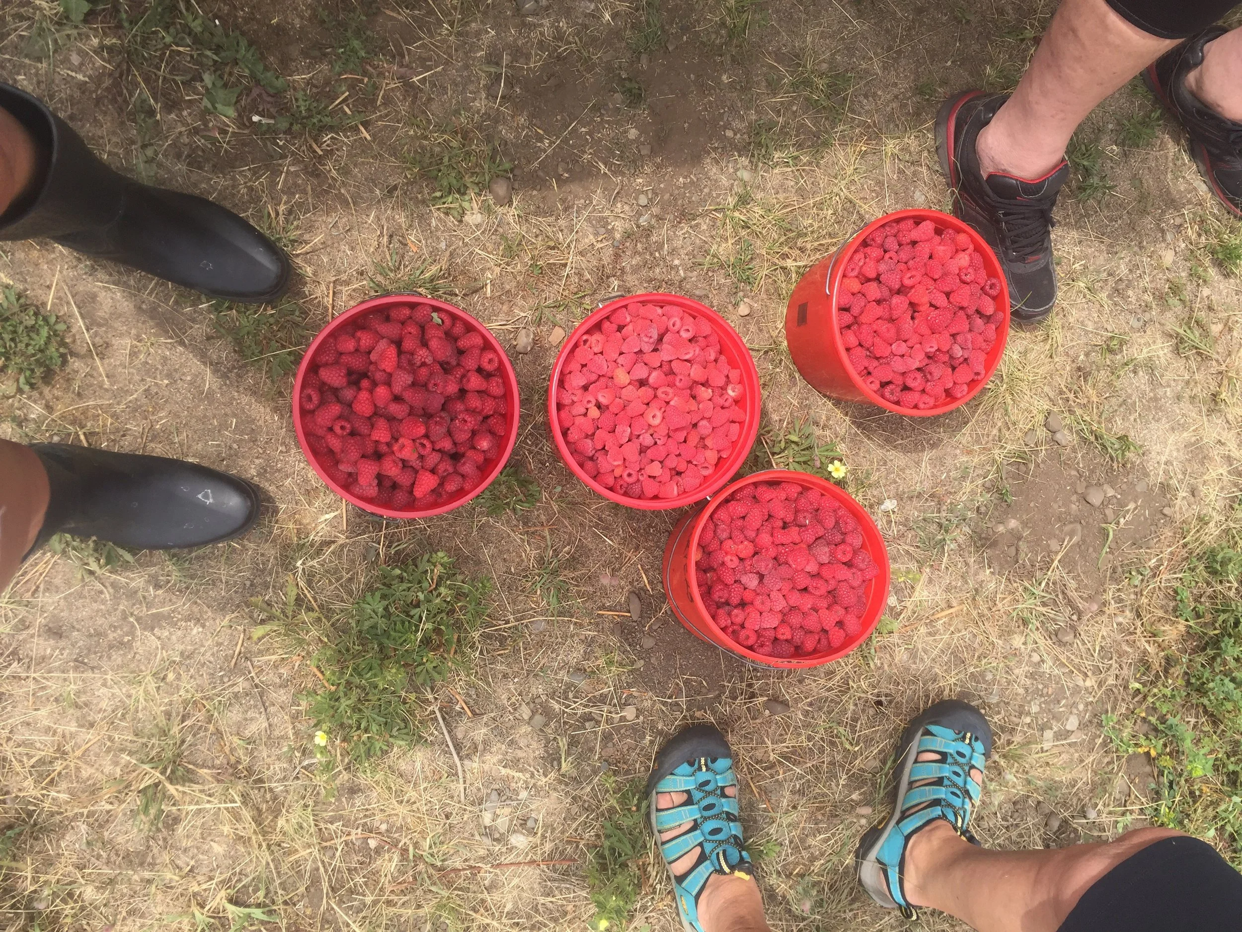 Let Your Voice and Your Frying Pan be Heard -How We Can Turn Thanksgiving Meal Preparation into a Different Kind of Vote