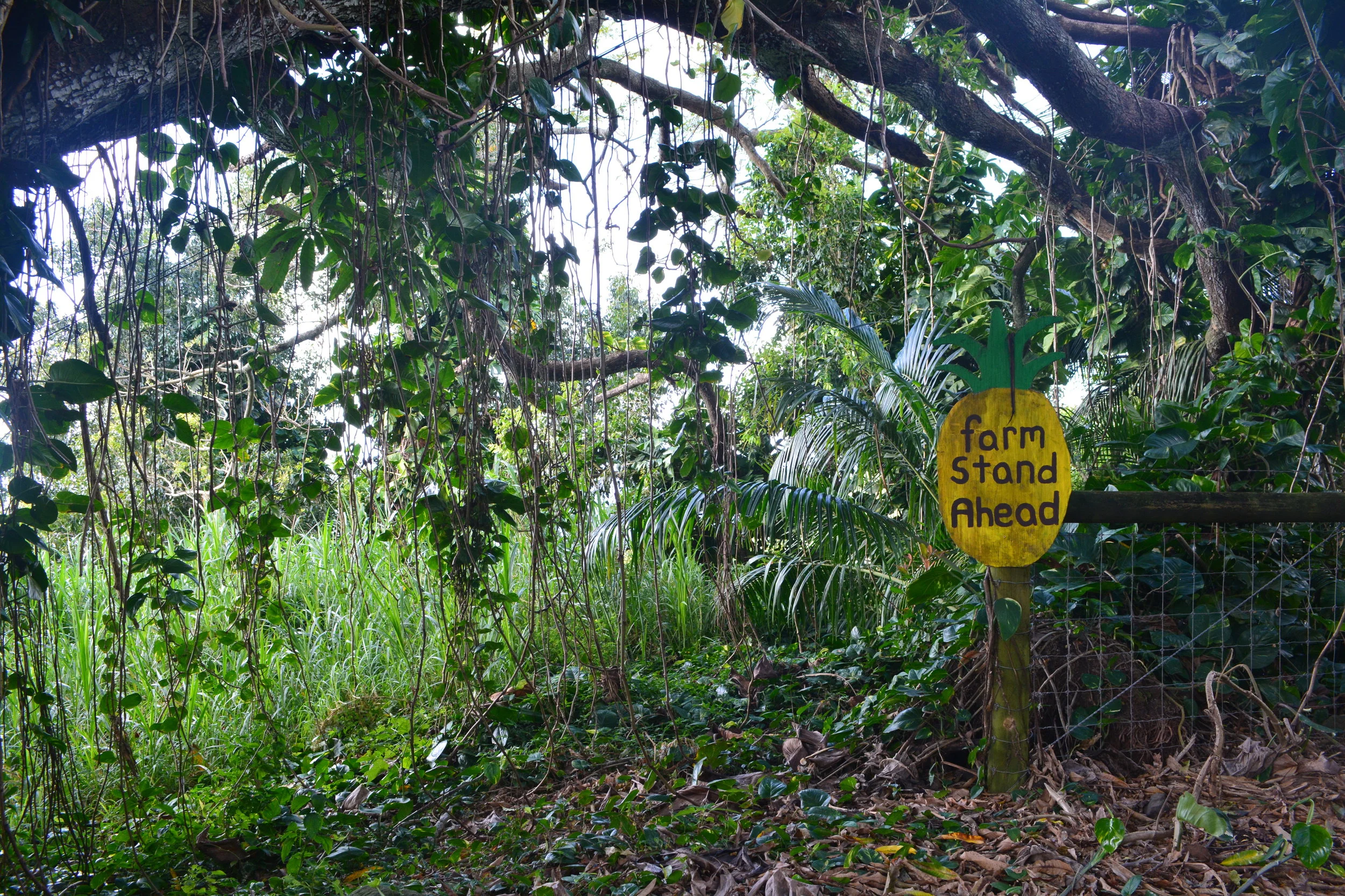 All You Need to Know About Life, You Can Learn on the Road to Hana