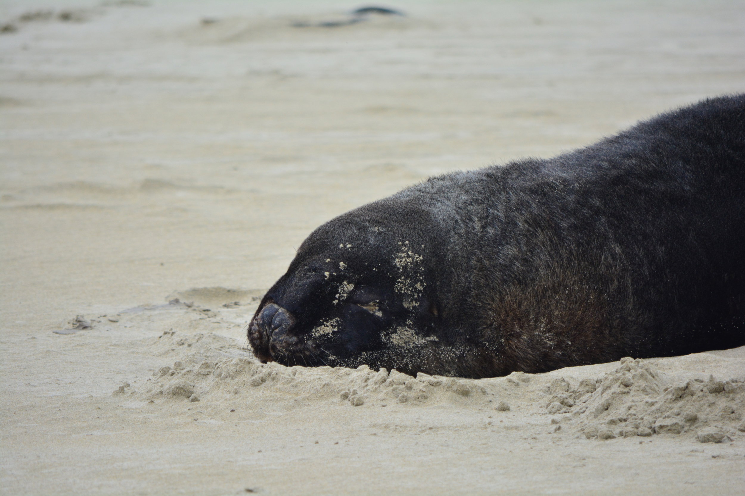 New Zealand Sea Lion Catlins Coast