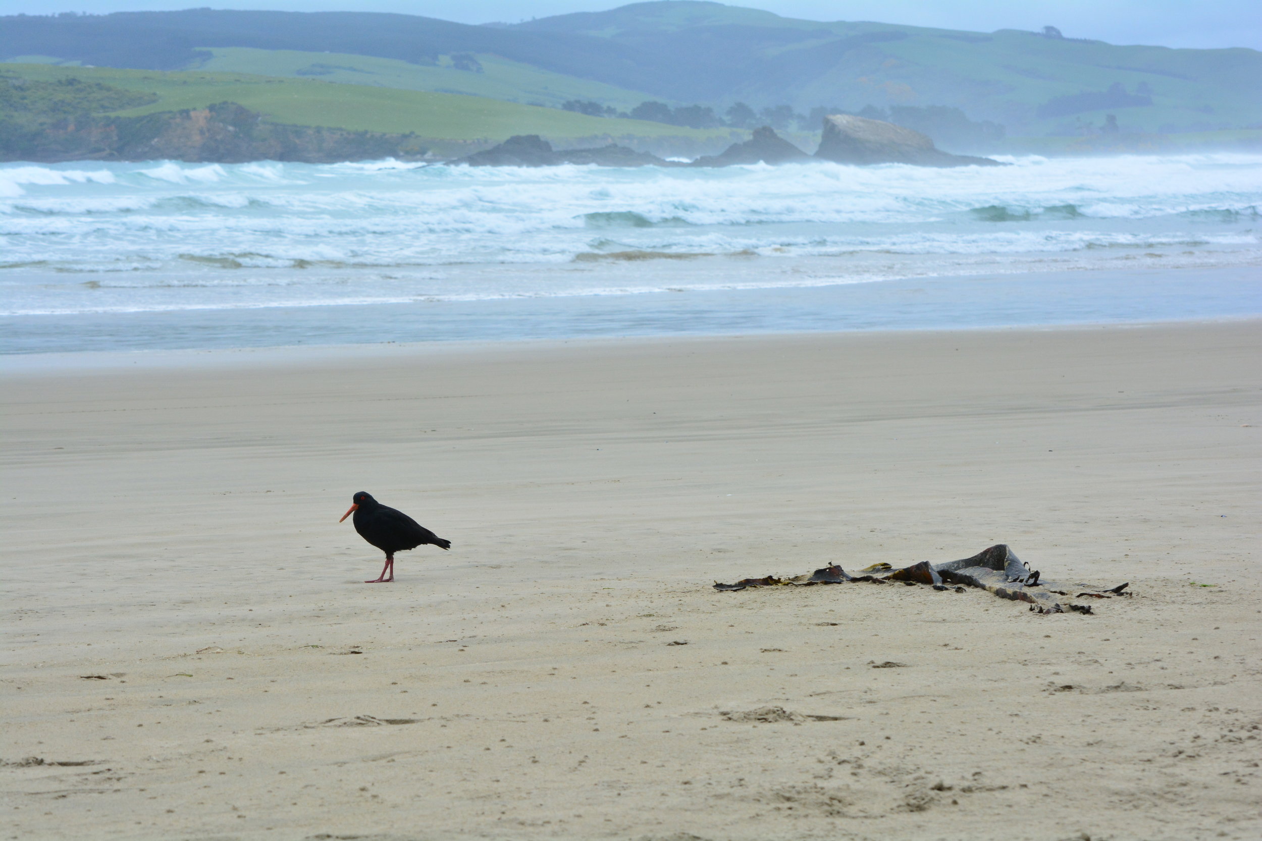New Zealand Sea Lion Catlins Coast