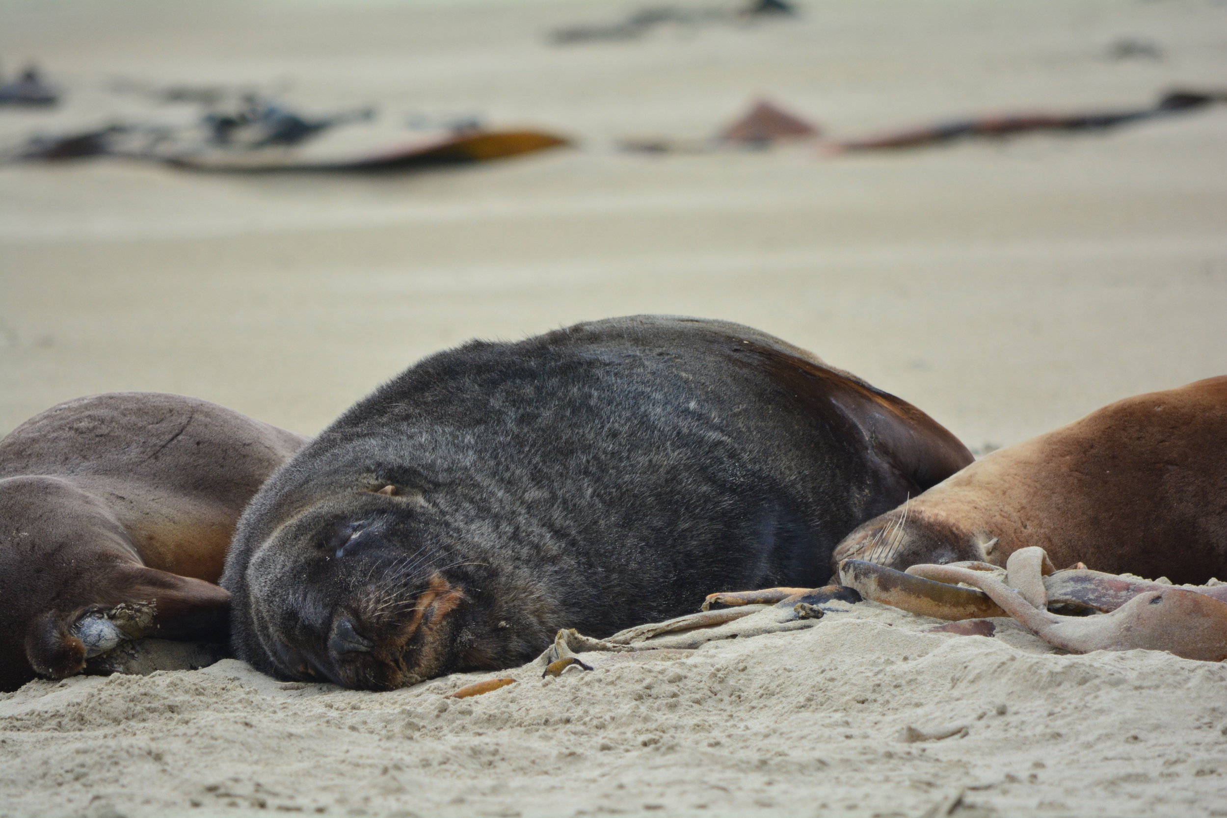 New Zealand Sea Lion Catlins Coast