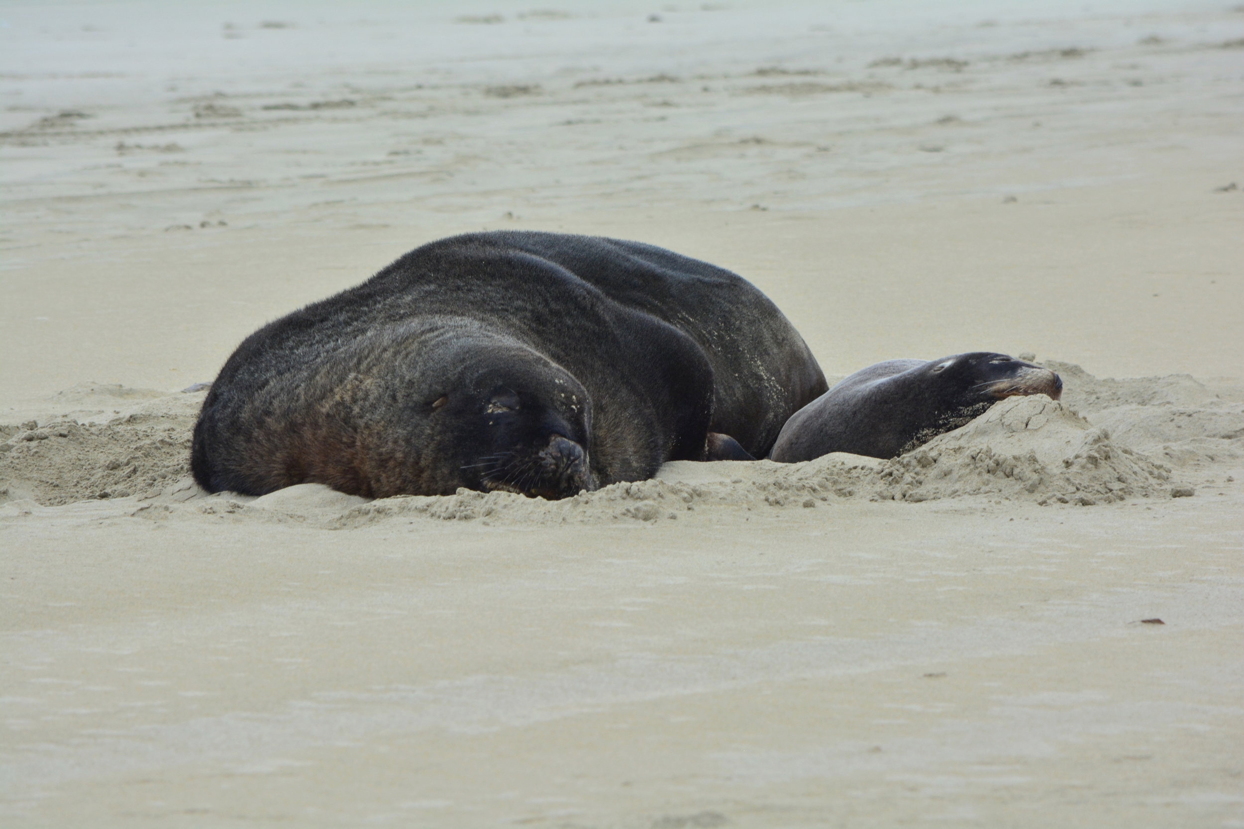 New Zealand Sea Lion Catlins Coast