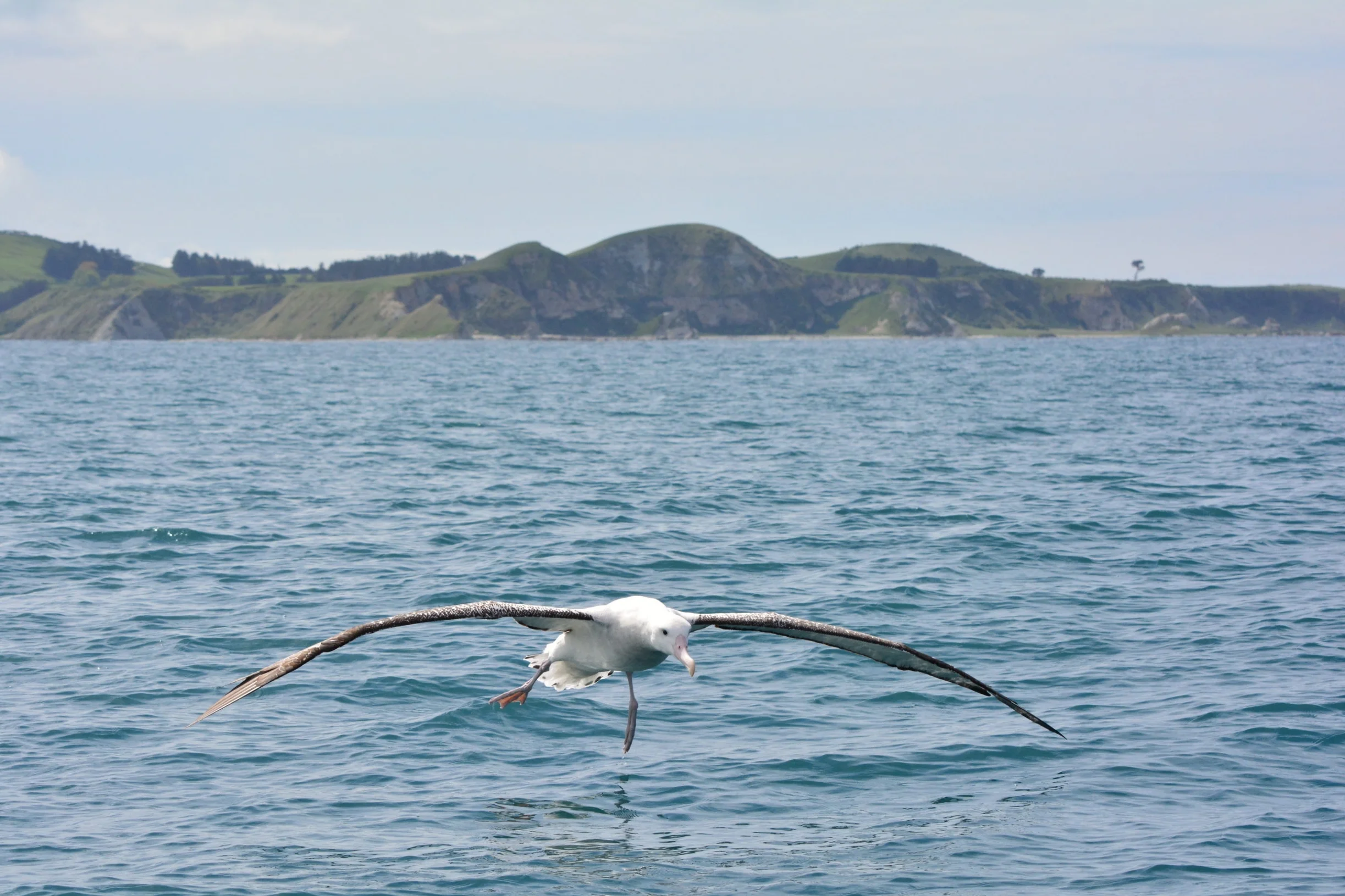 Seabirds and Pinnipeds - A Taste of NZ