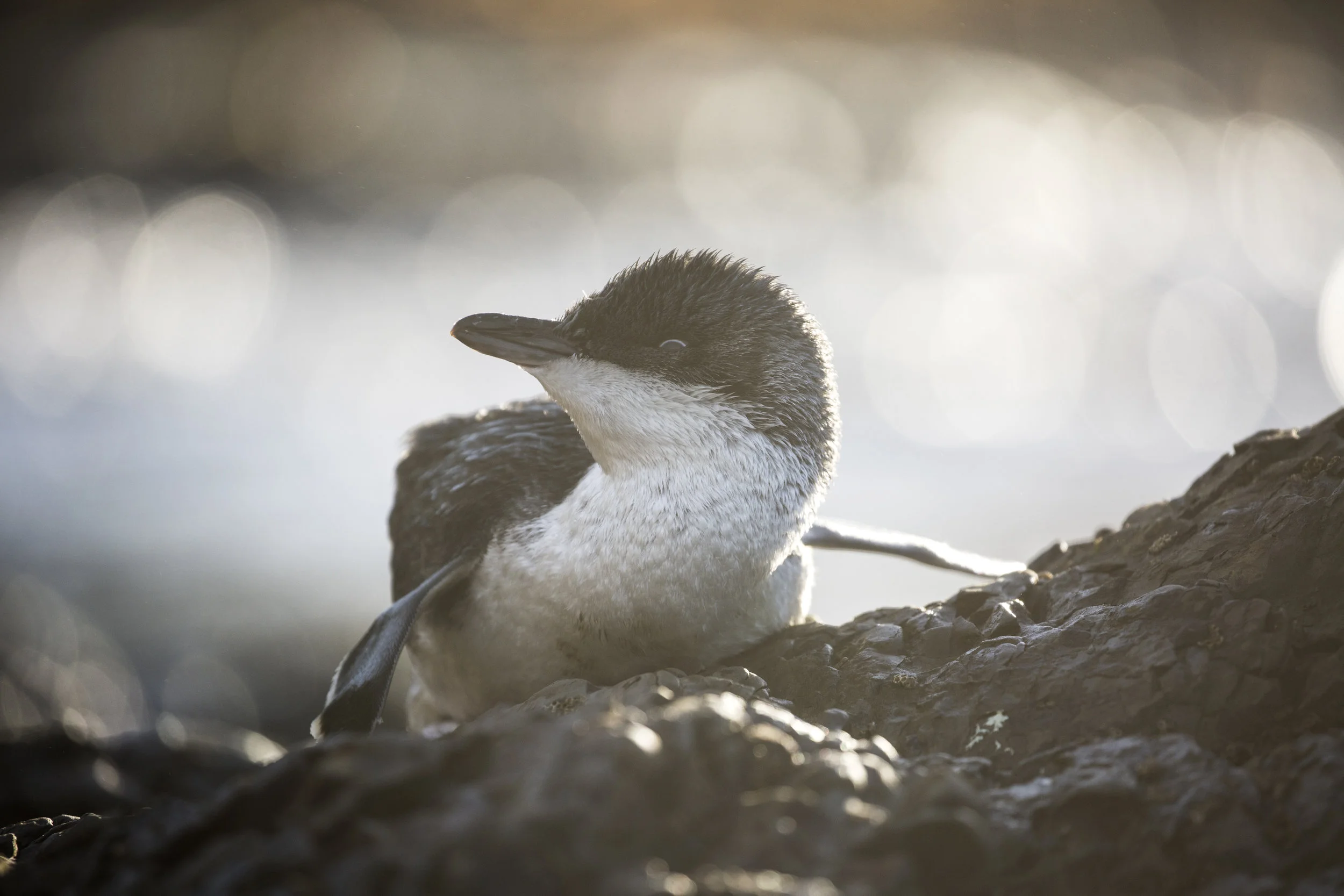 Little blue penguin - the smallest penguin in the world!