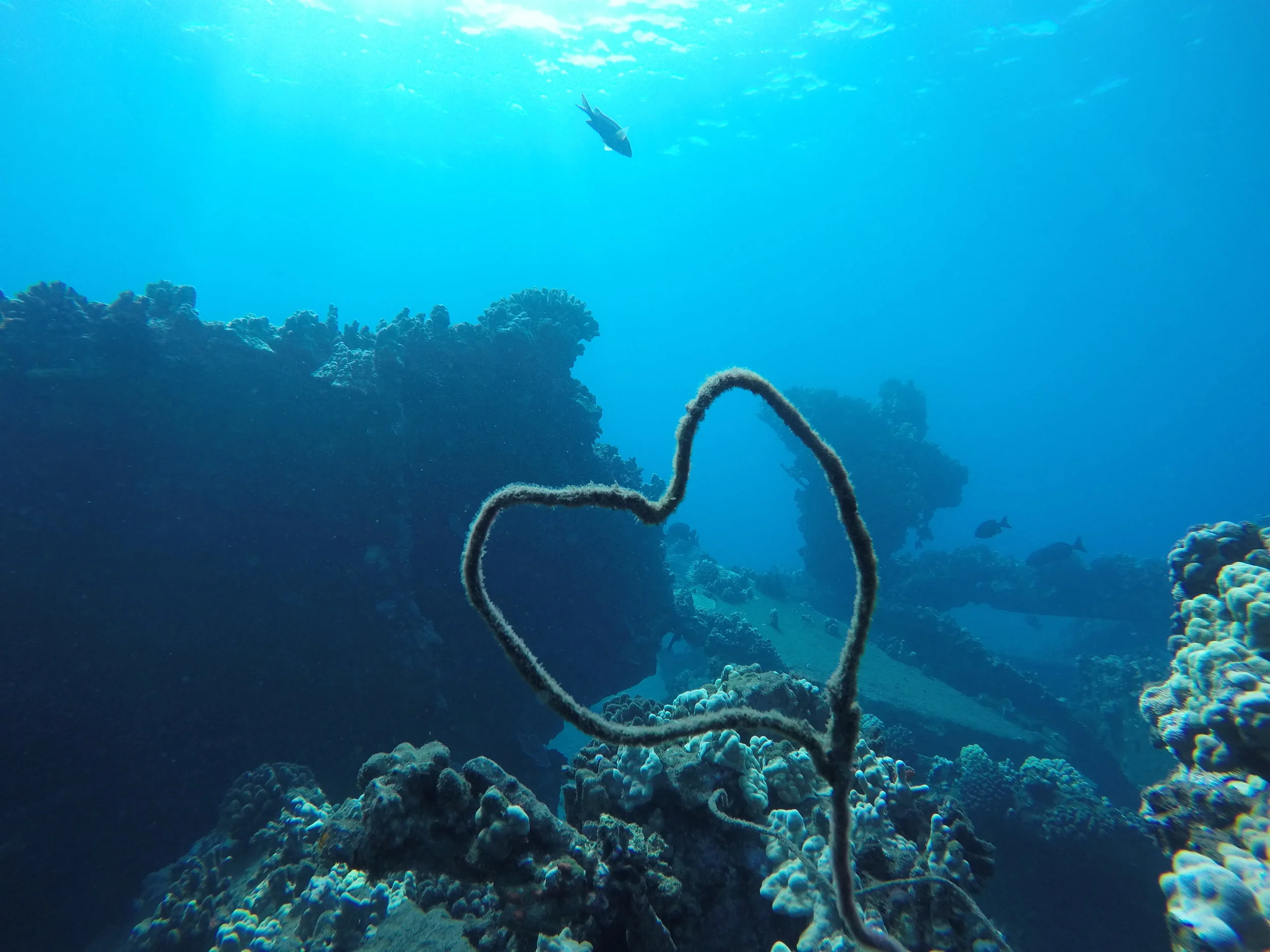 5 Ways to Eliminate Single-Use Plastics from Your Life 