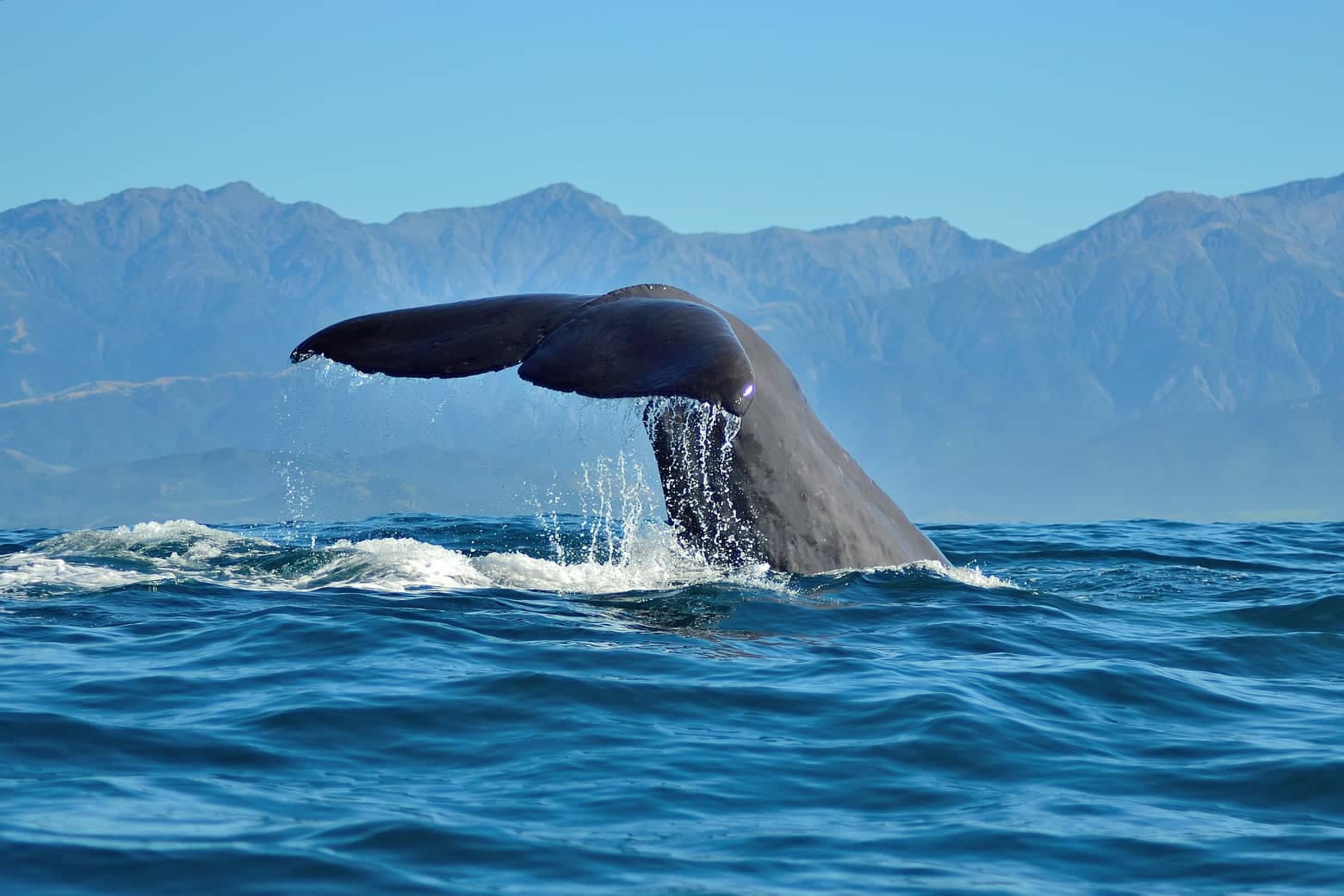 Sperm Whale in Kaikoura, NZ