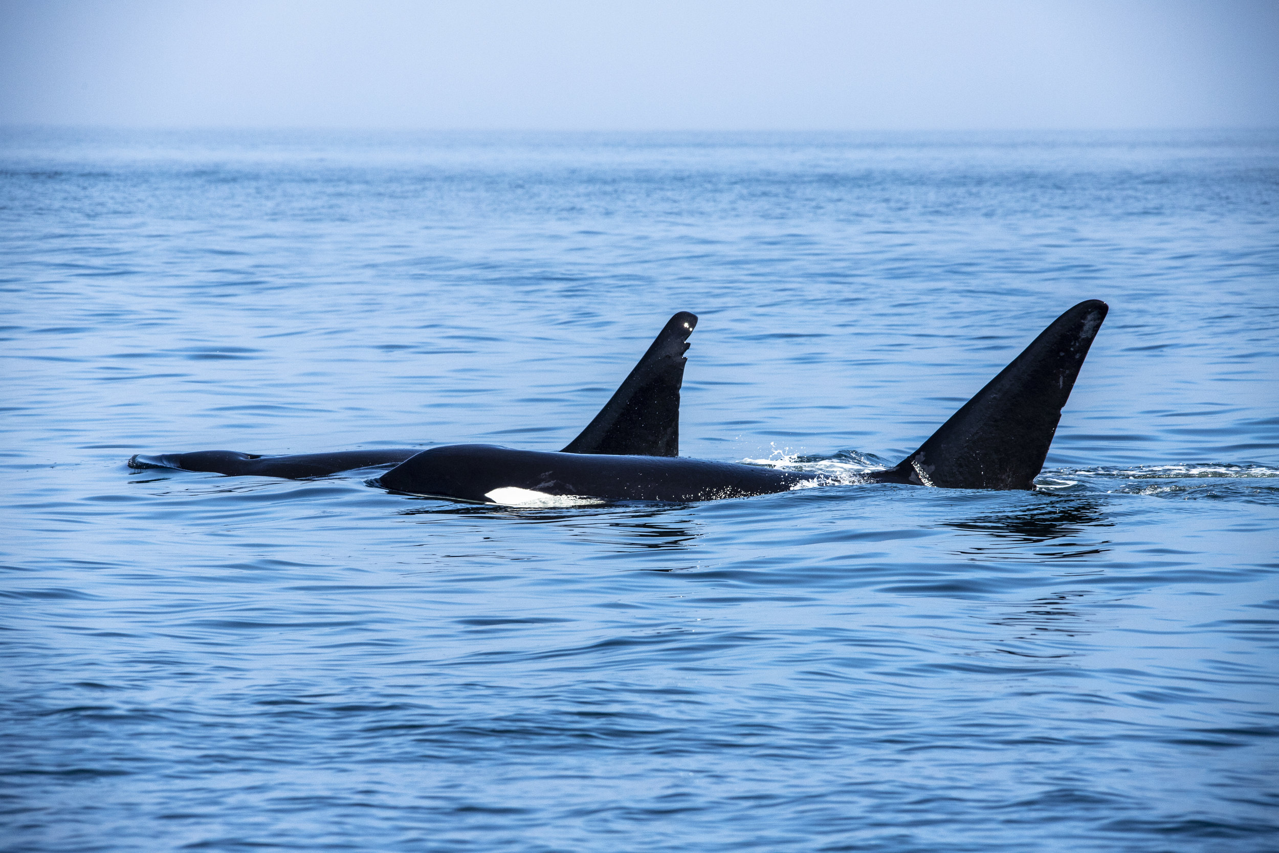 Killer Whales in the San Juan Islands, WA