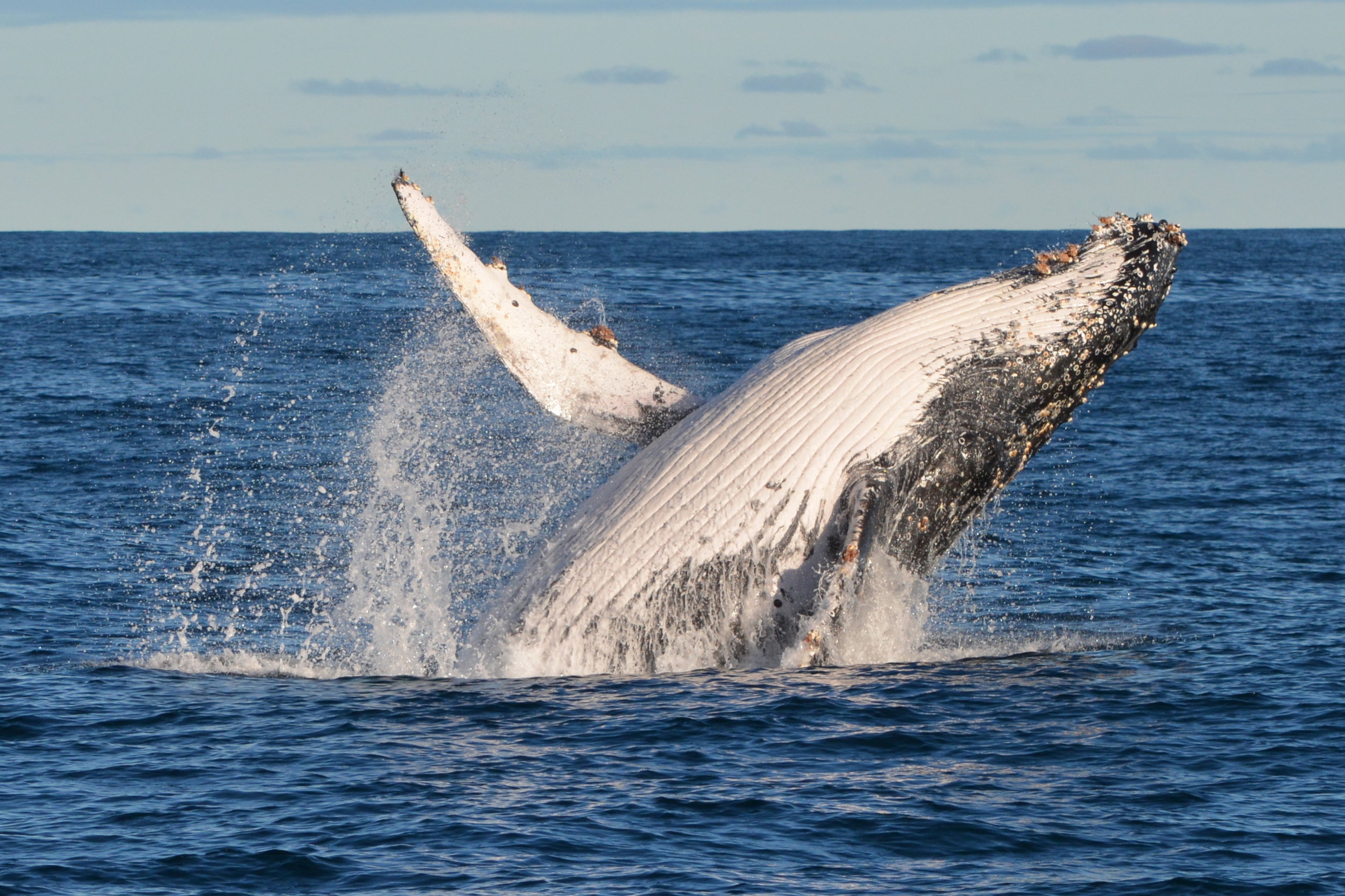 Humpback Whale in South Africa