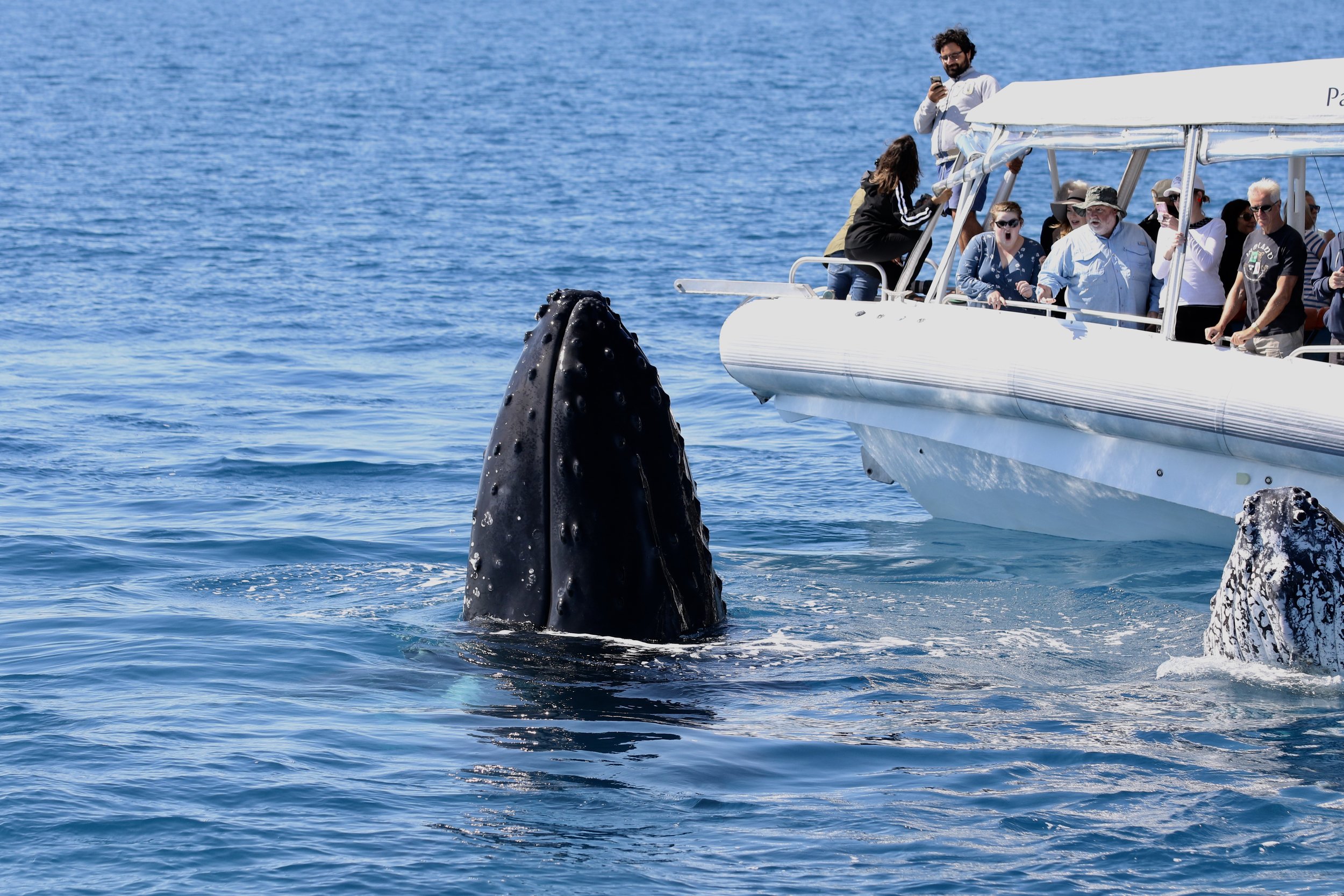Humpback Whale in Hervey Bay, Australia