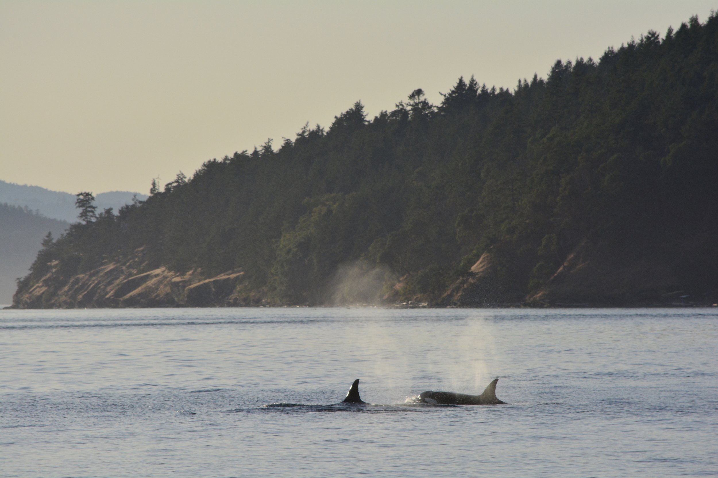 Killer Whales in the San Juan Islands