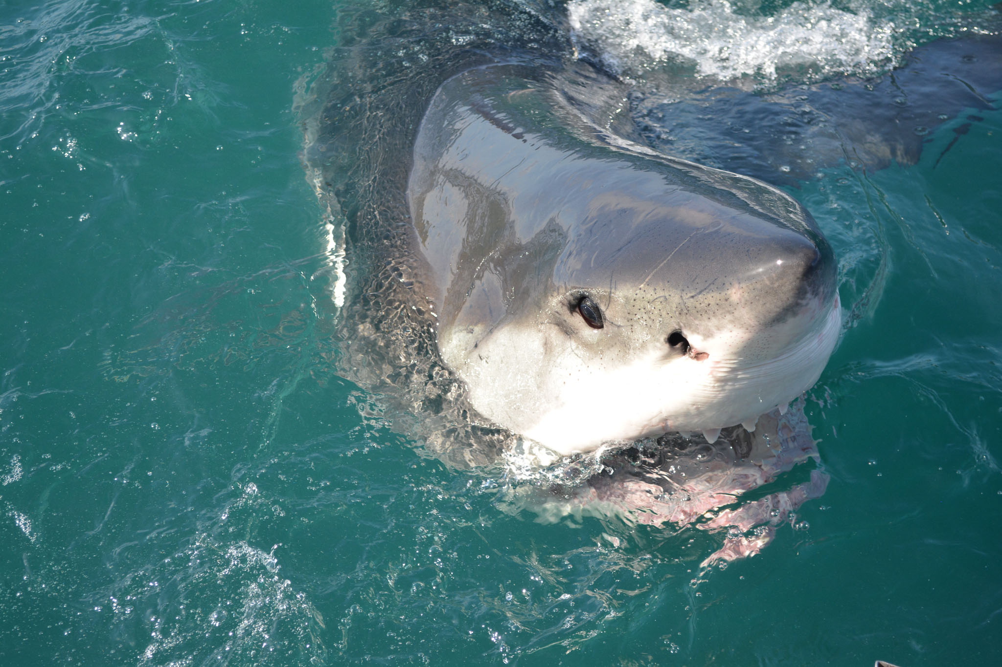 Great White Sharks in Gansbaai, South Africa