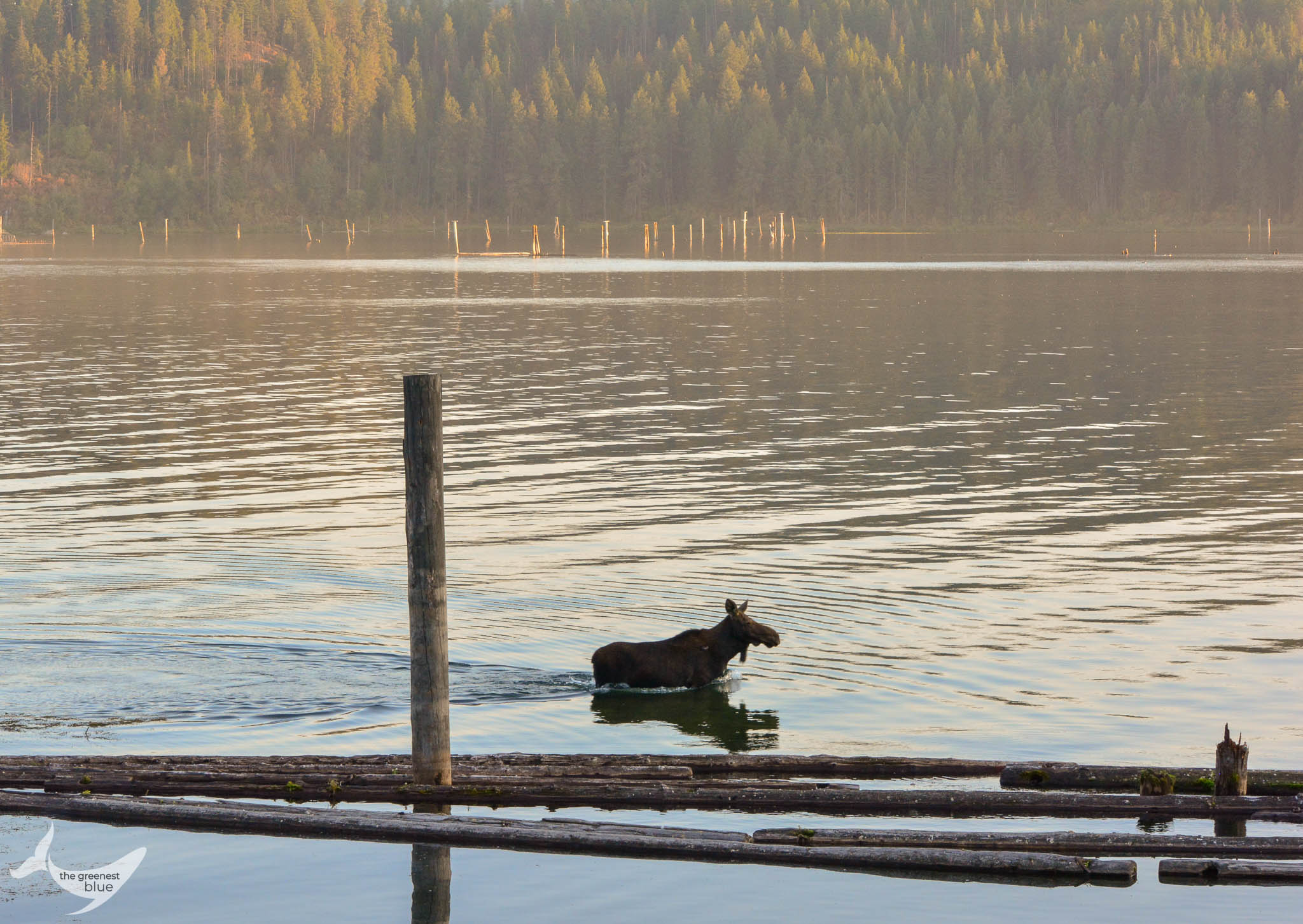 Moose in Coeur d'Alene, Idaho