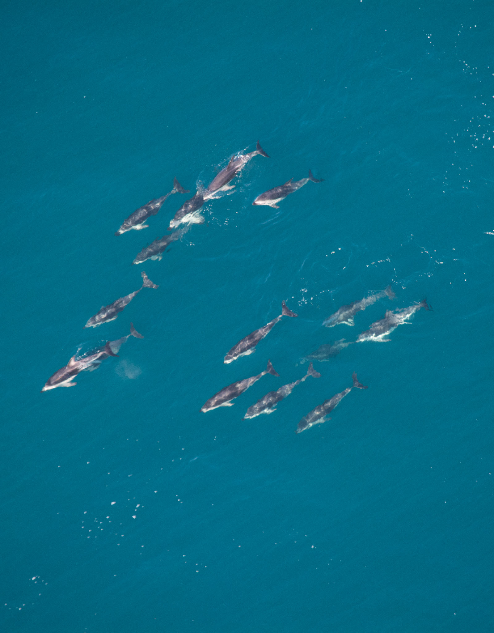 Dusky Dolphins in Kaikoura, NZ