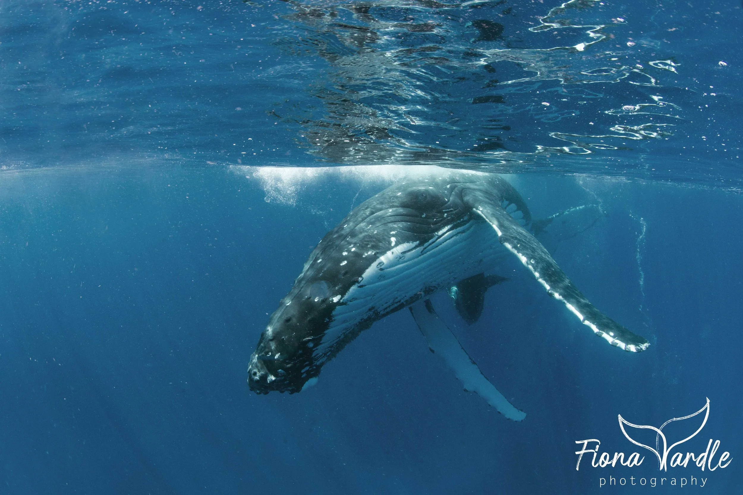 If You See a Flipper, Tell the Skipper - Week 3 in Tonga