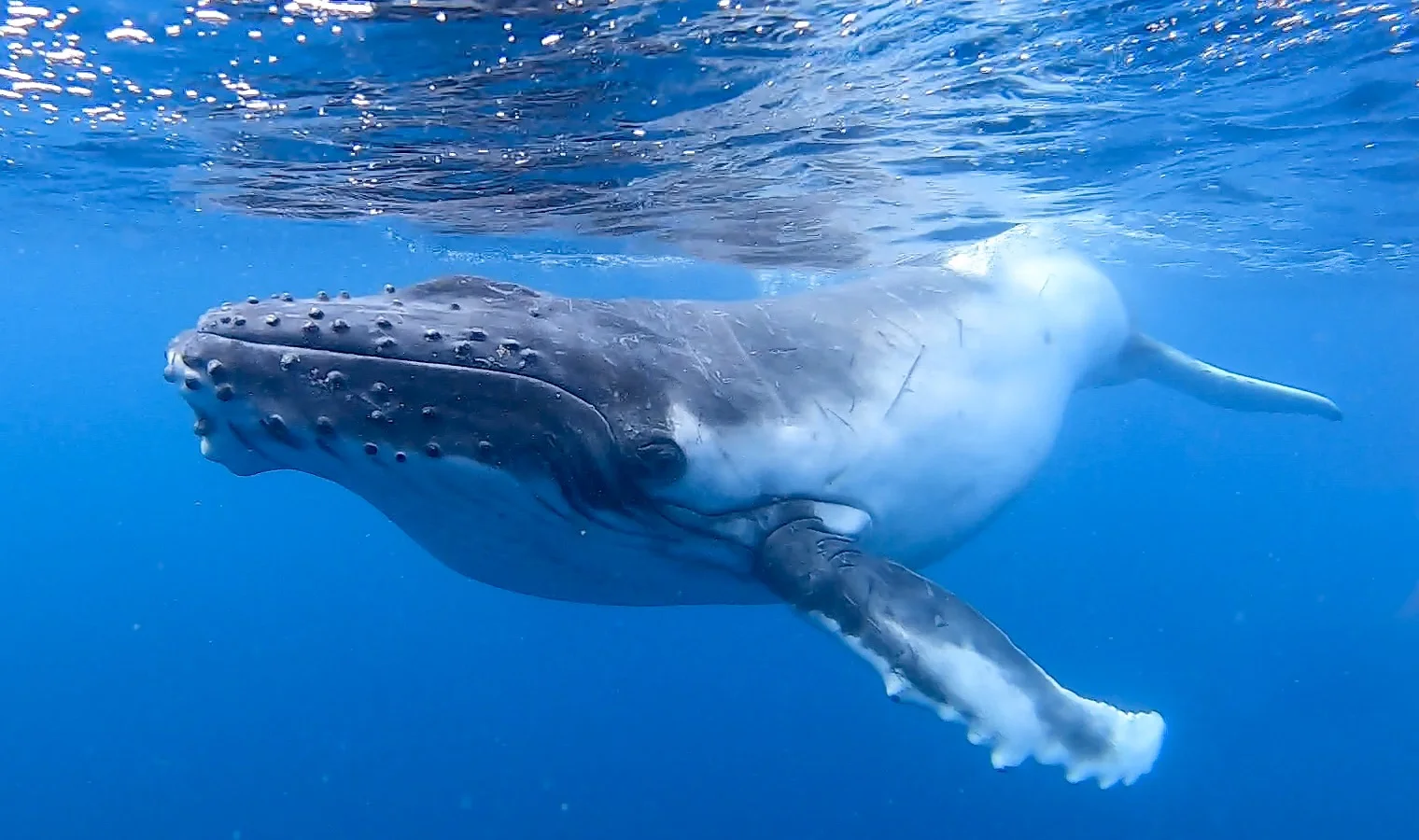 Why Do Whales Do That? Humpback Whale Behavior in Tonga