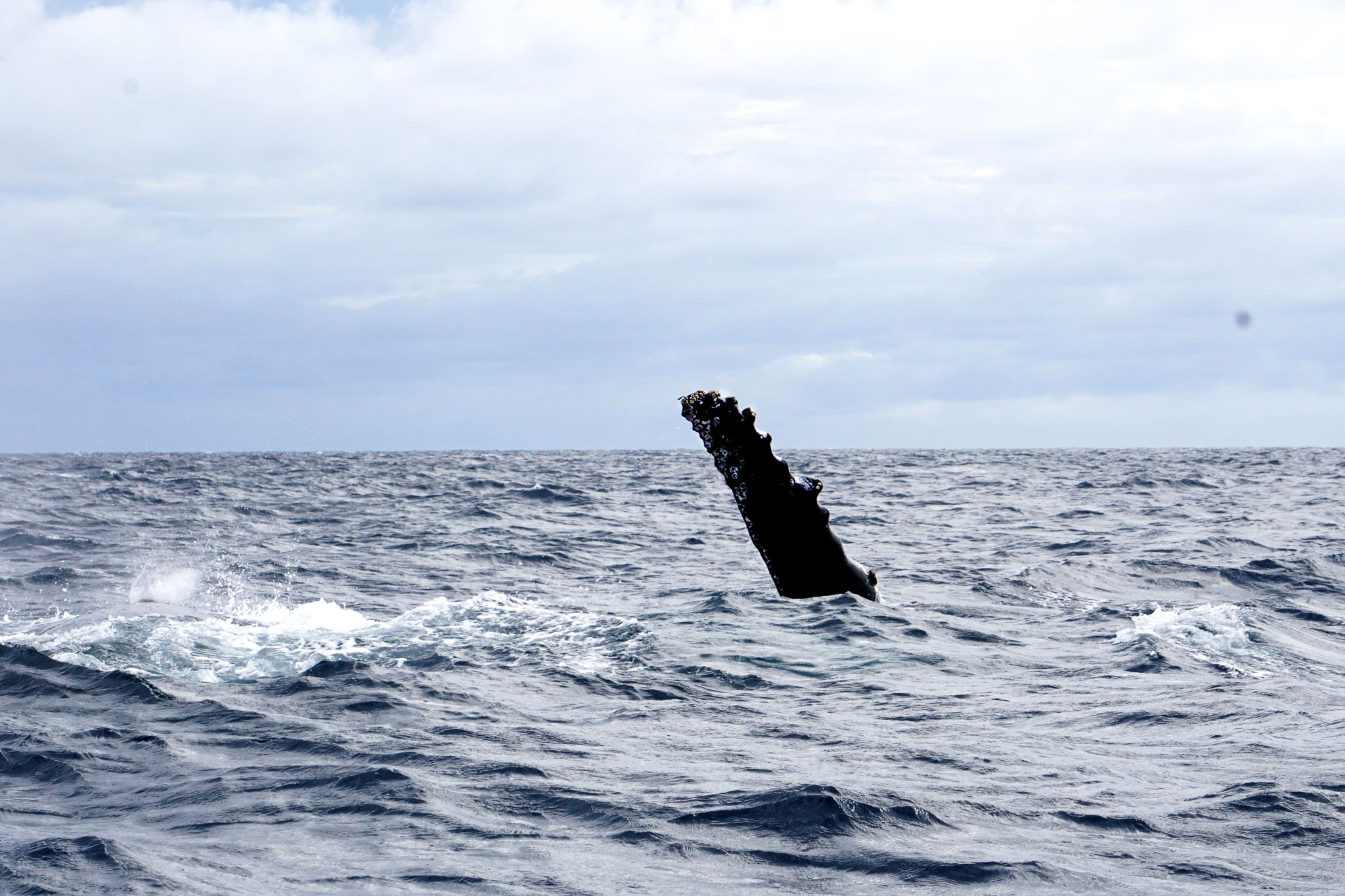 Humpback Whales in Ha'apai, Tonga