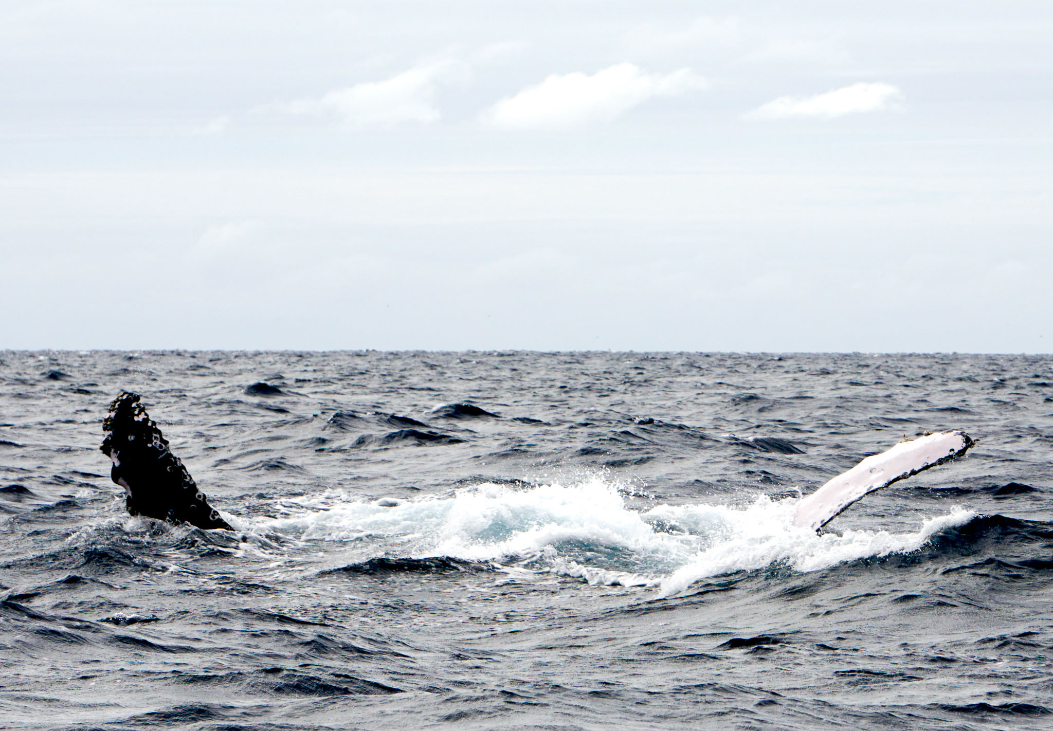 Humpback Whales in Ha'apai, Tonga