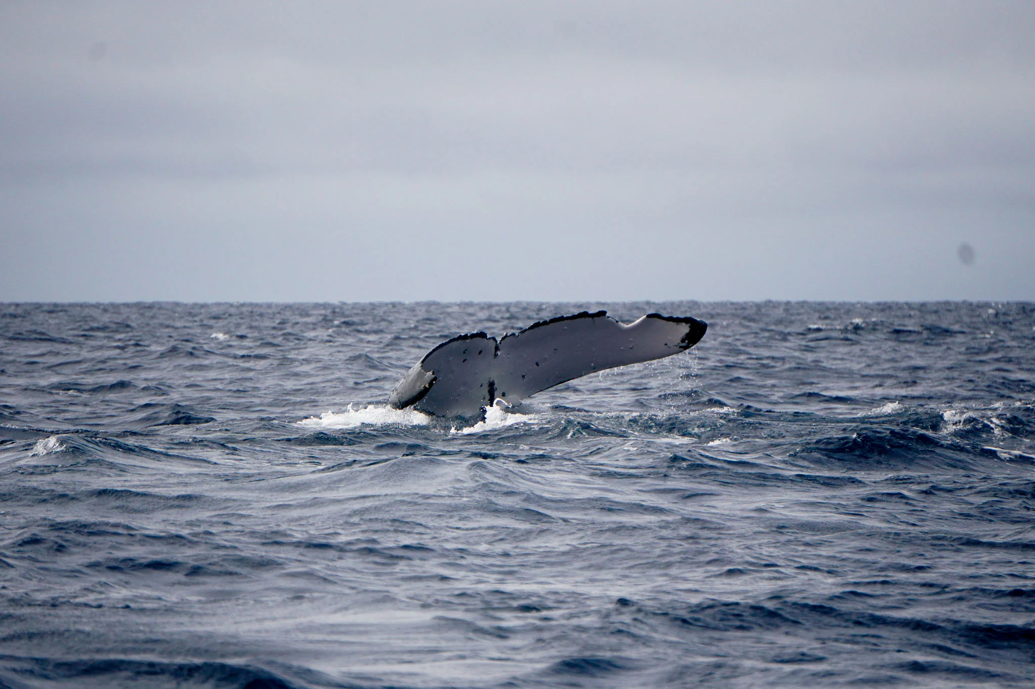 Why Do Whales Do That? Humpback Whale Behavior in Tonga — The Greenest Blue