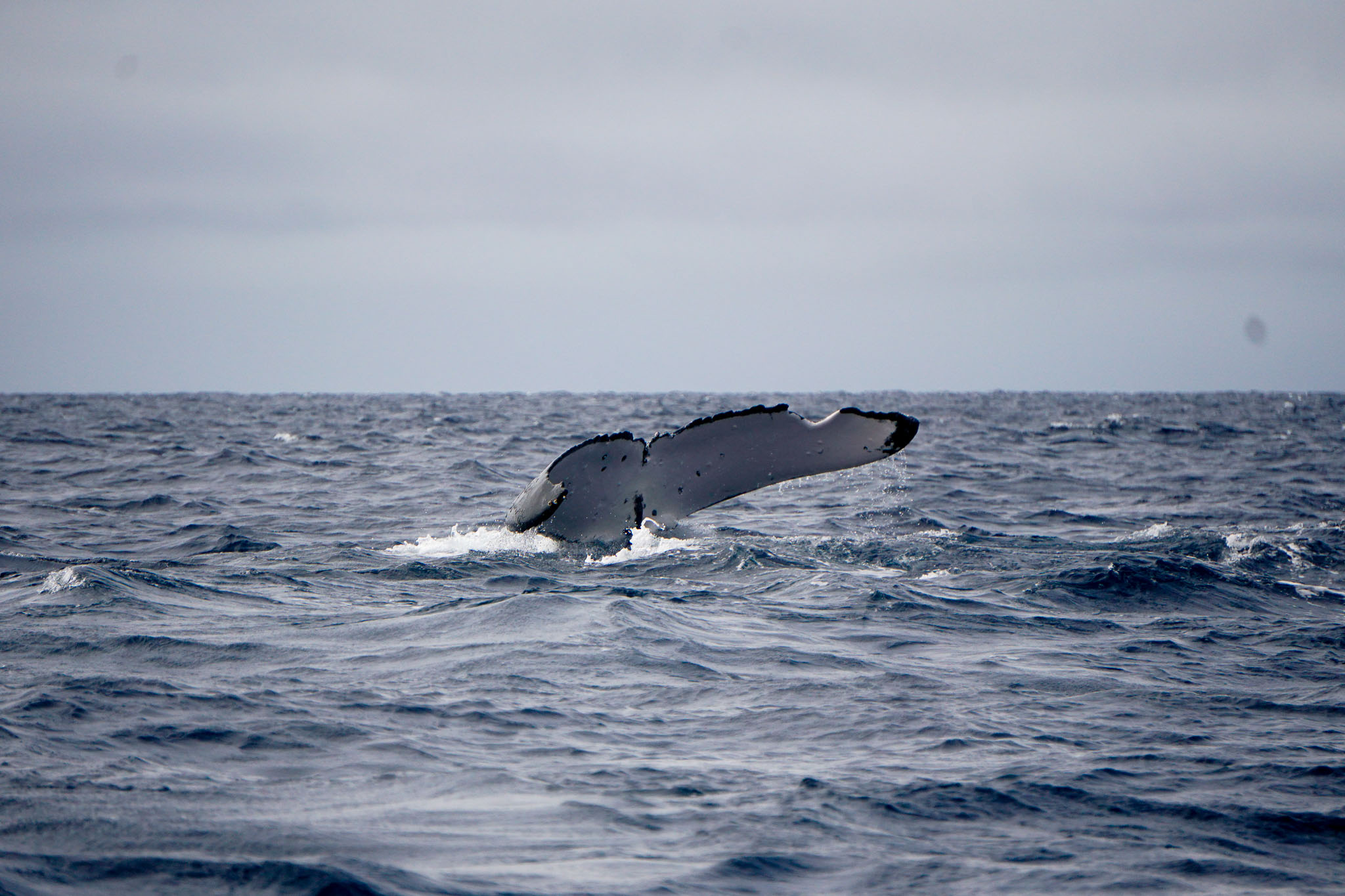 Humpback Whales in Ha'apai, Tonga