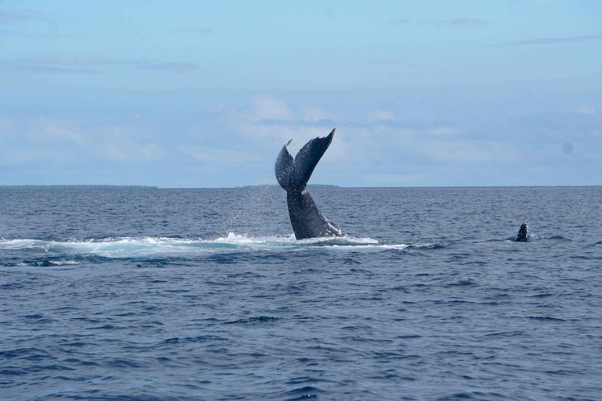Humpback Whales in Tonga