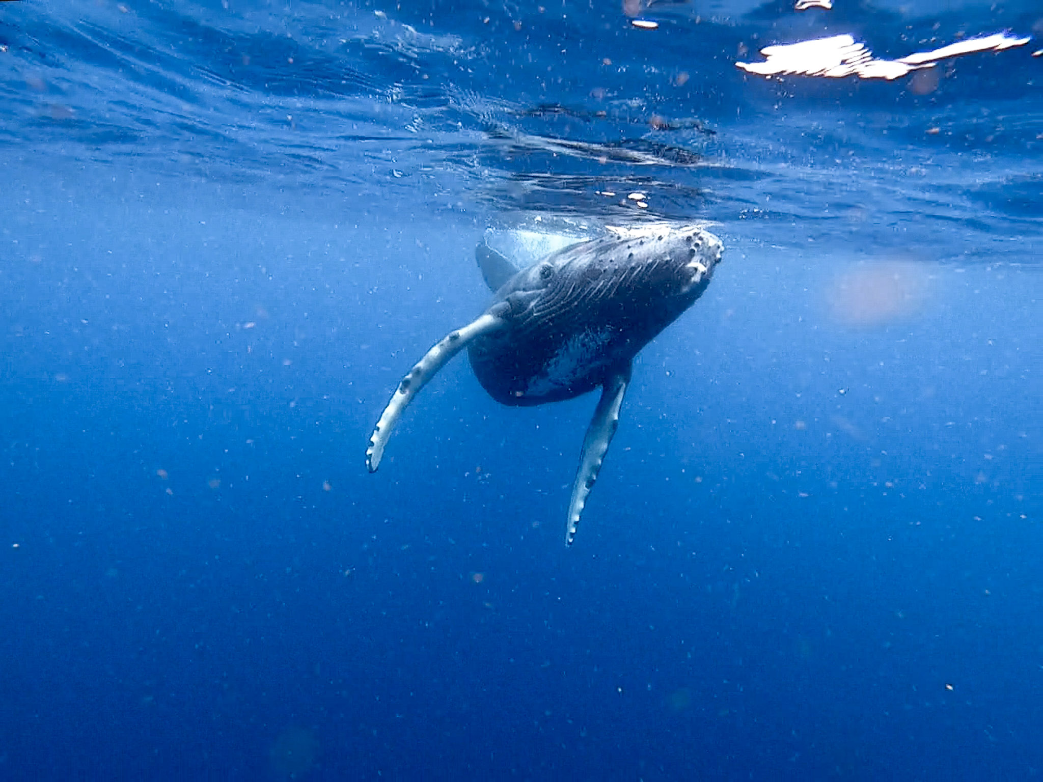 Yes or No on the Ethics of Whale Swimming? - My Reflections on Tonga & Guide Life