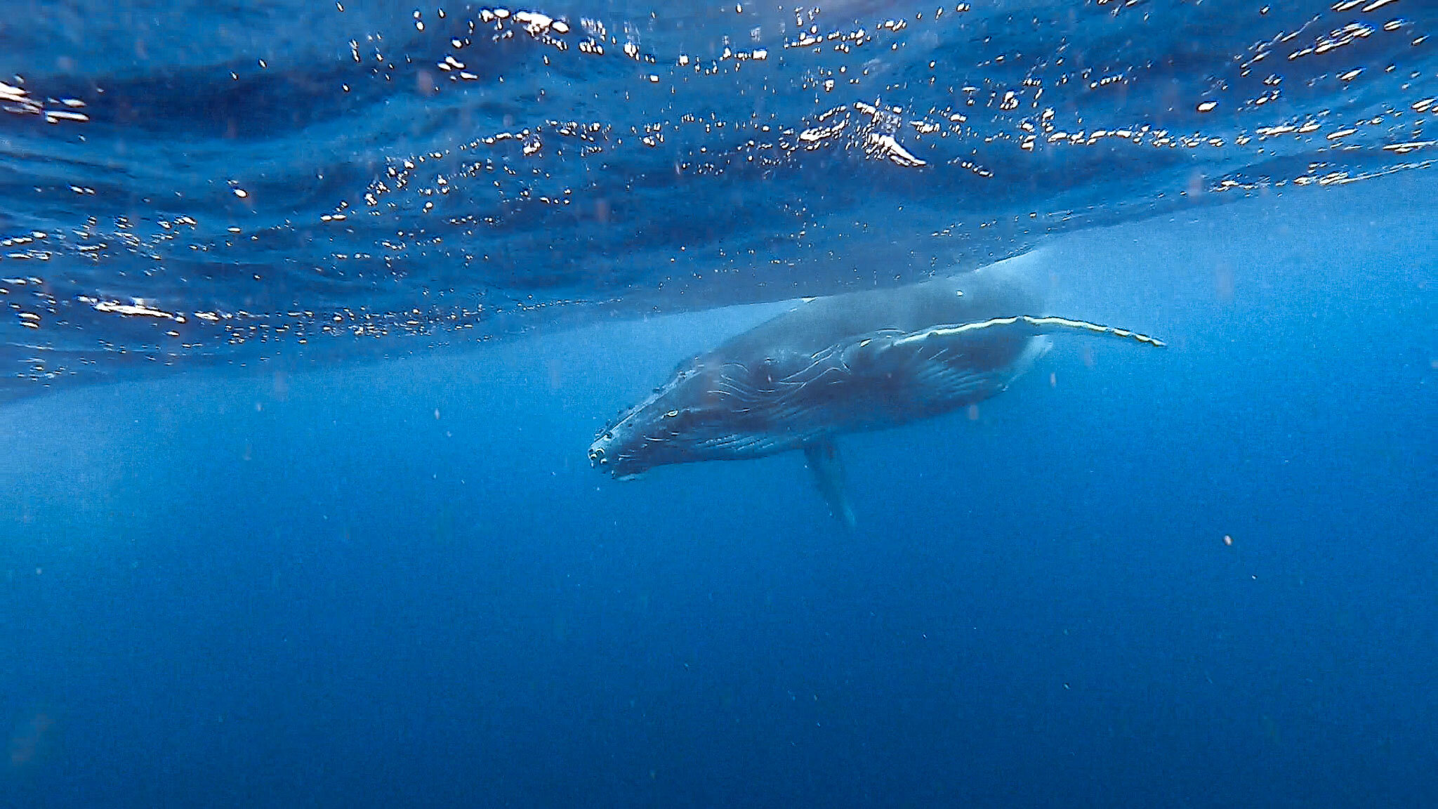 Humpback whale calf in Tonga