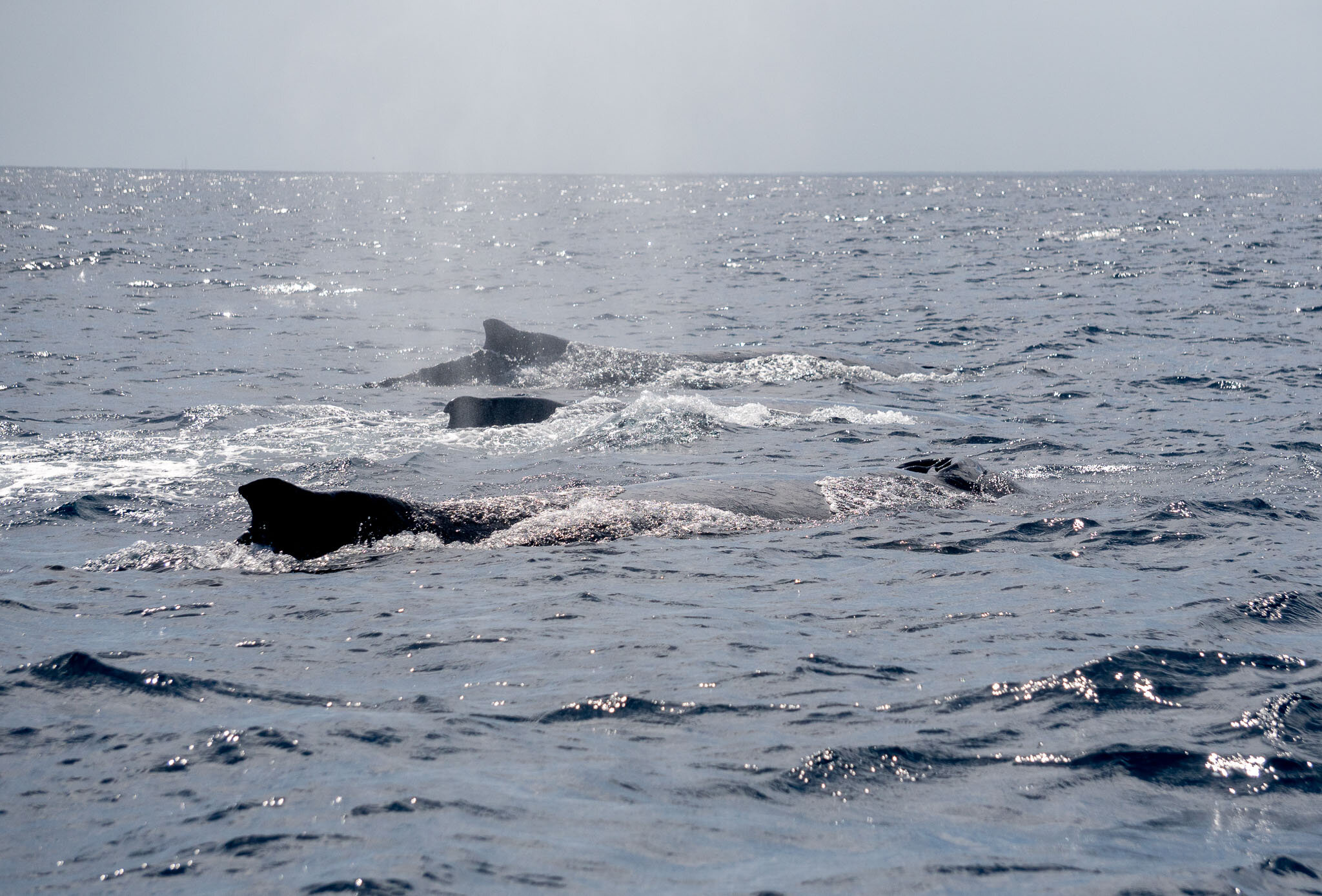 A humpback whale competition group
