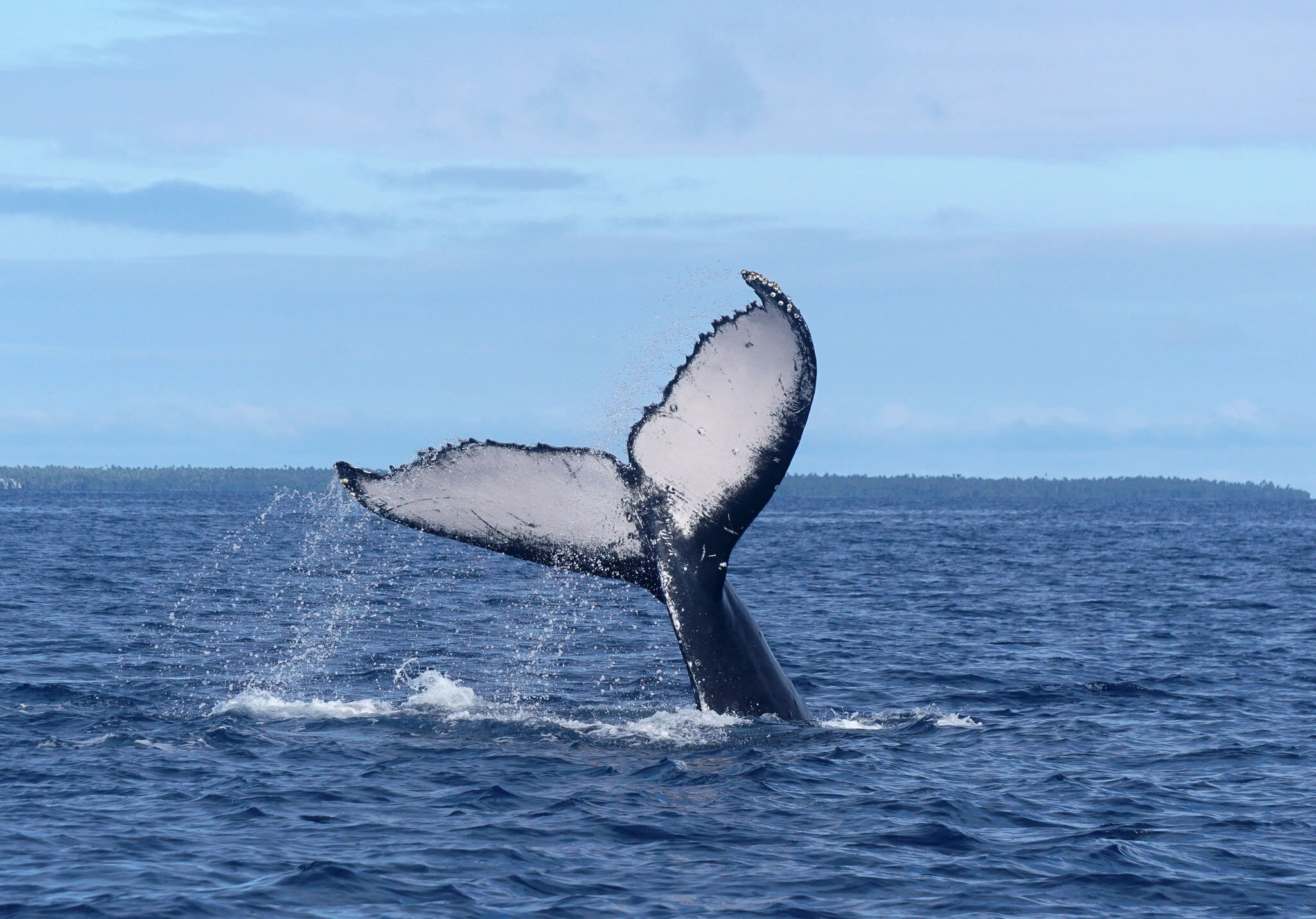 Humpback Whale in Tonga