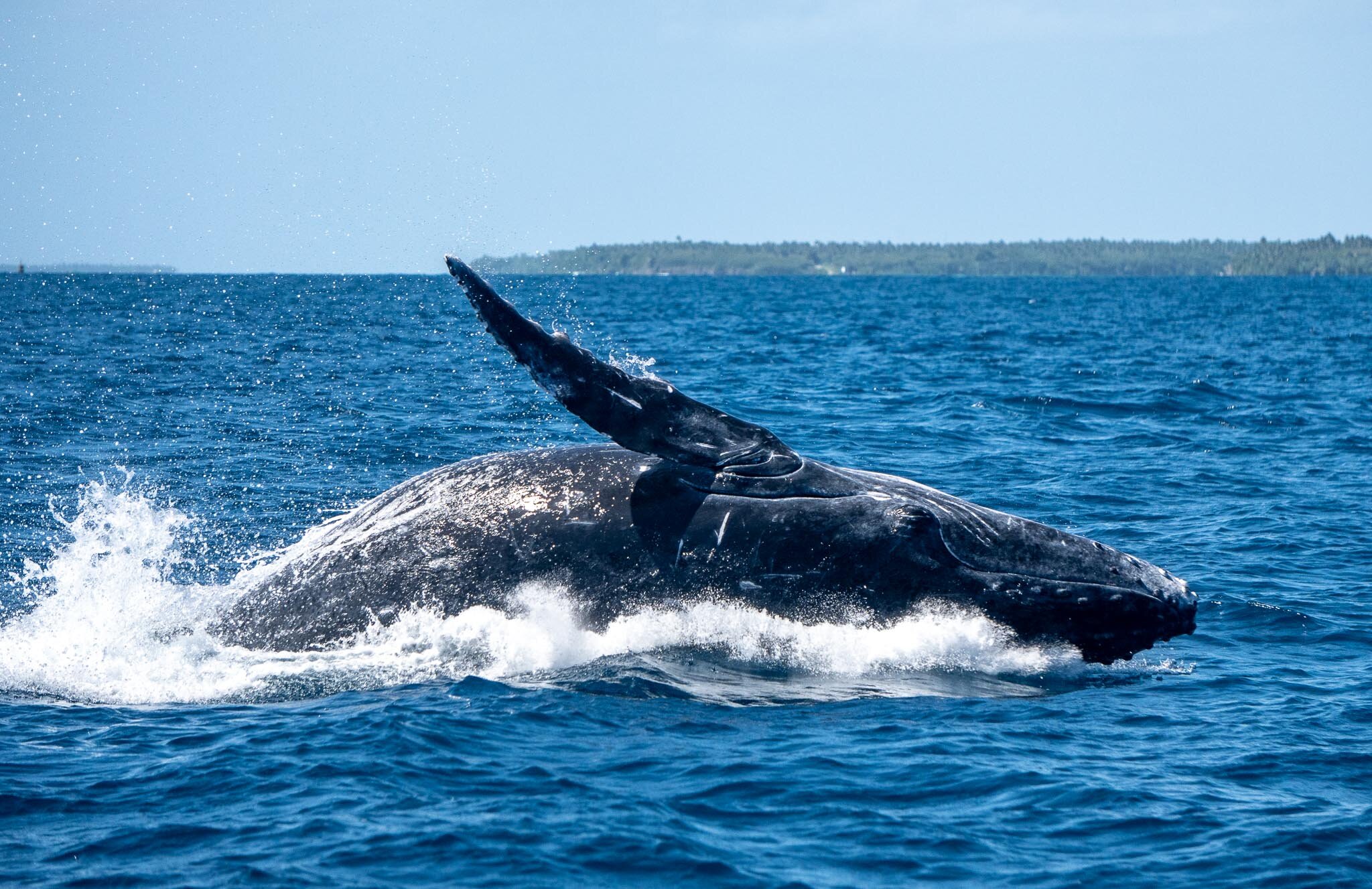 Breaching Humpback Calf in Tonga
