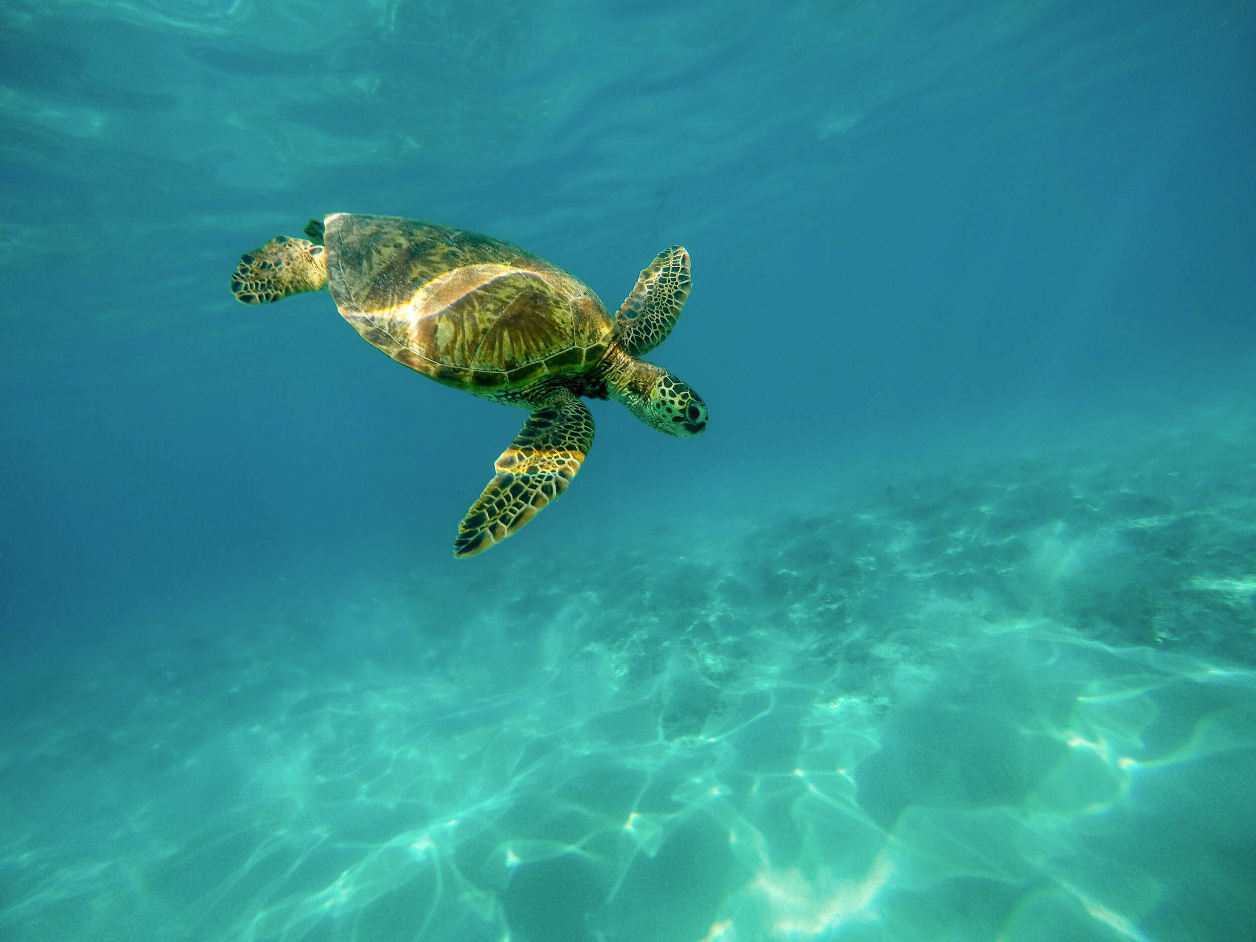 Sea Turtle in Maui, HI