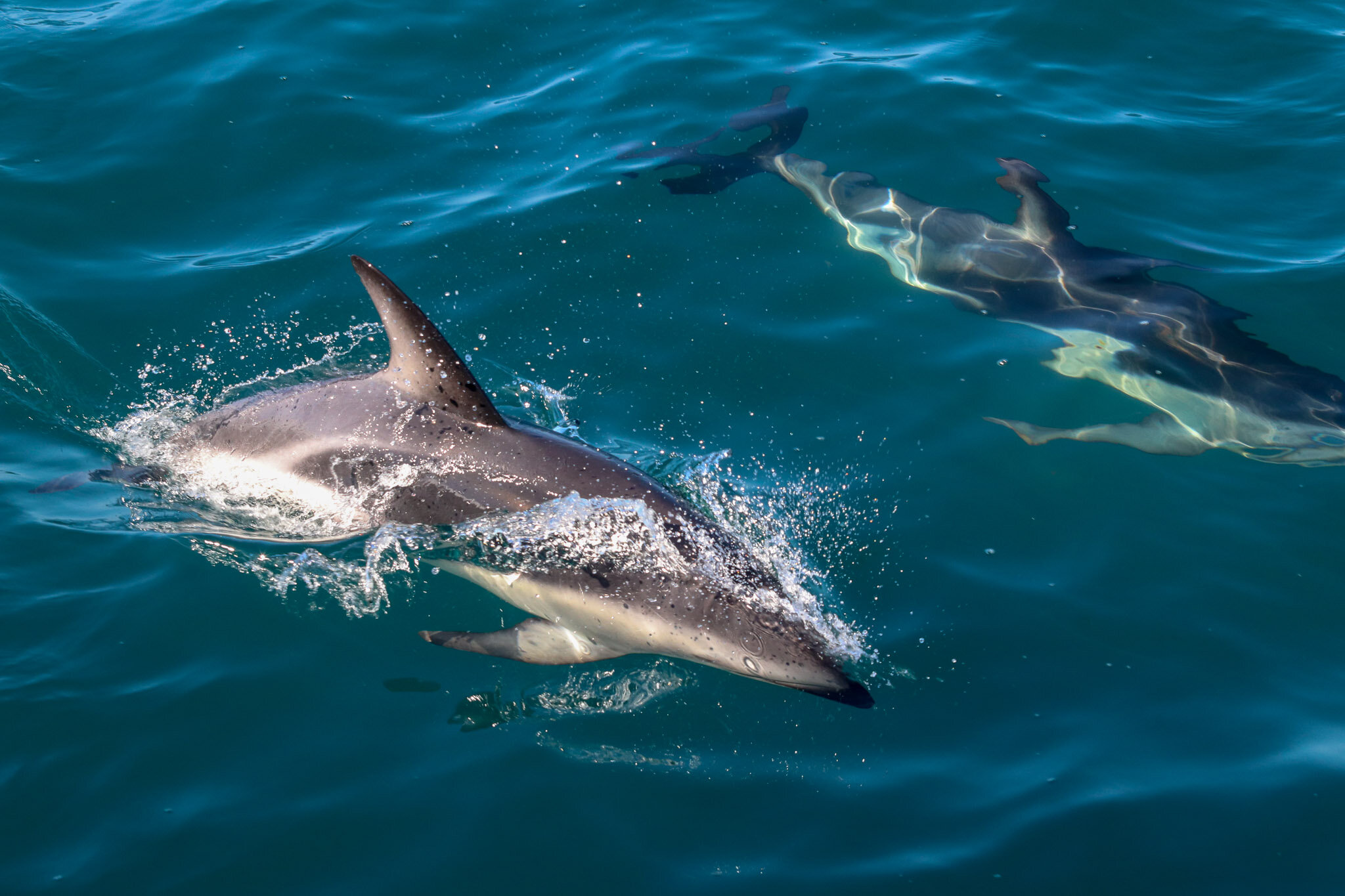 Dusky Dolphins Kaikoura