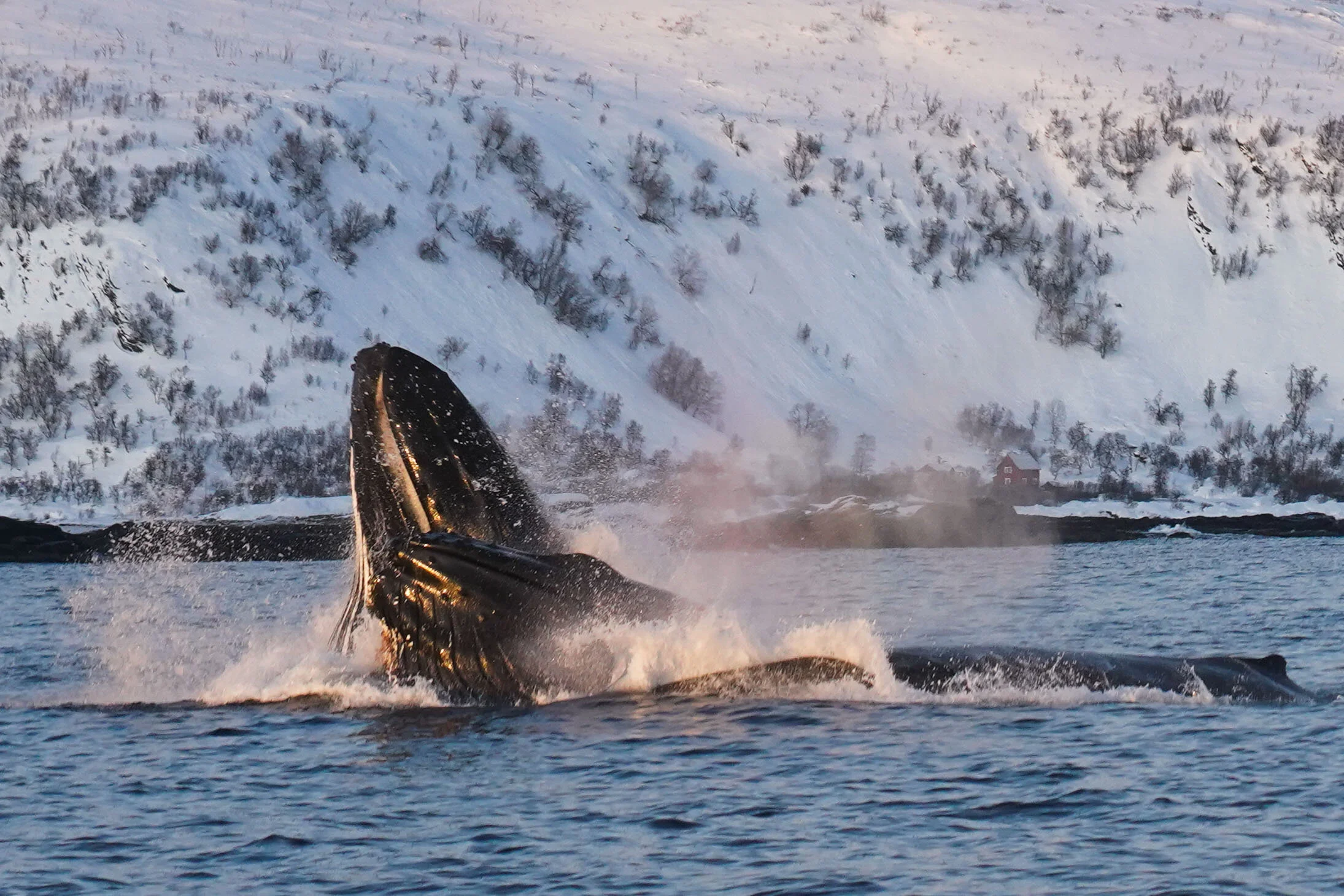 Healing Nature, Healing Ourselves - A Chat with Wildlife Photographer &amp; Biologist Colinda Vergeer