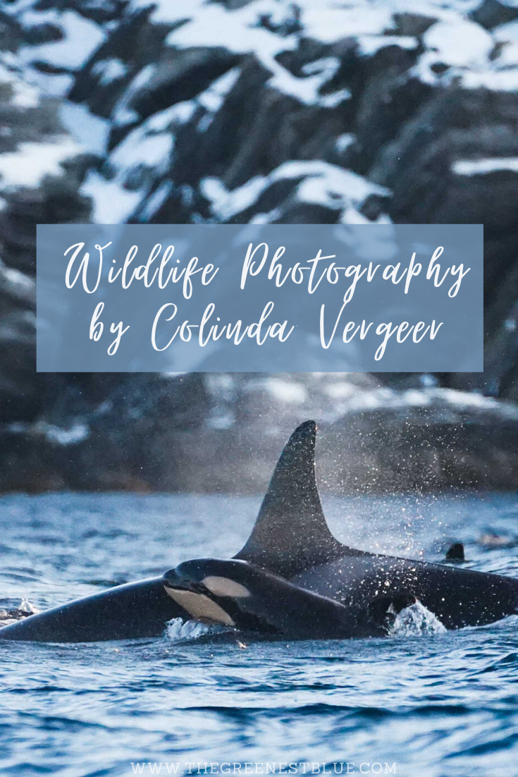  A chat with wildlife photographer Colinda Vergeer, a nature lover who is passionate about marine life. 