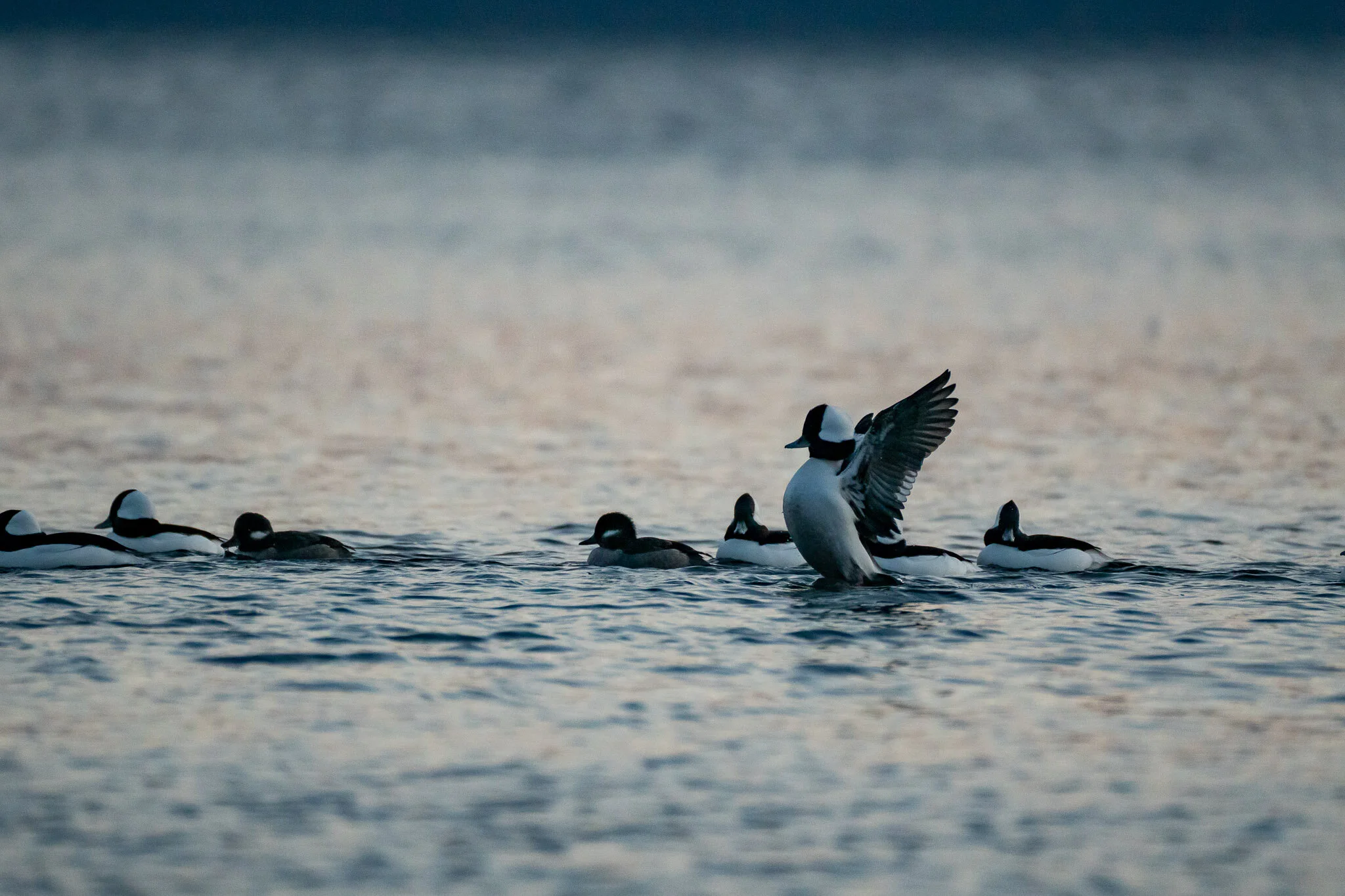 At Home in the Salish Sea - My Fave Photos from the 2020 Season
